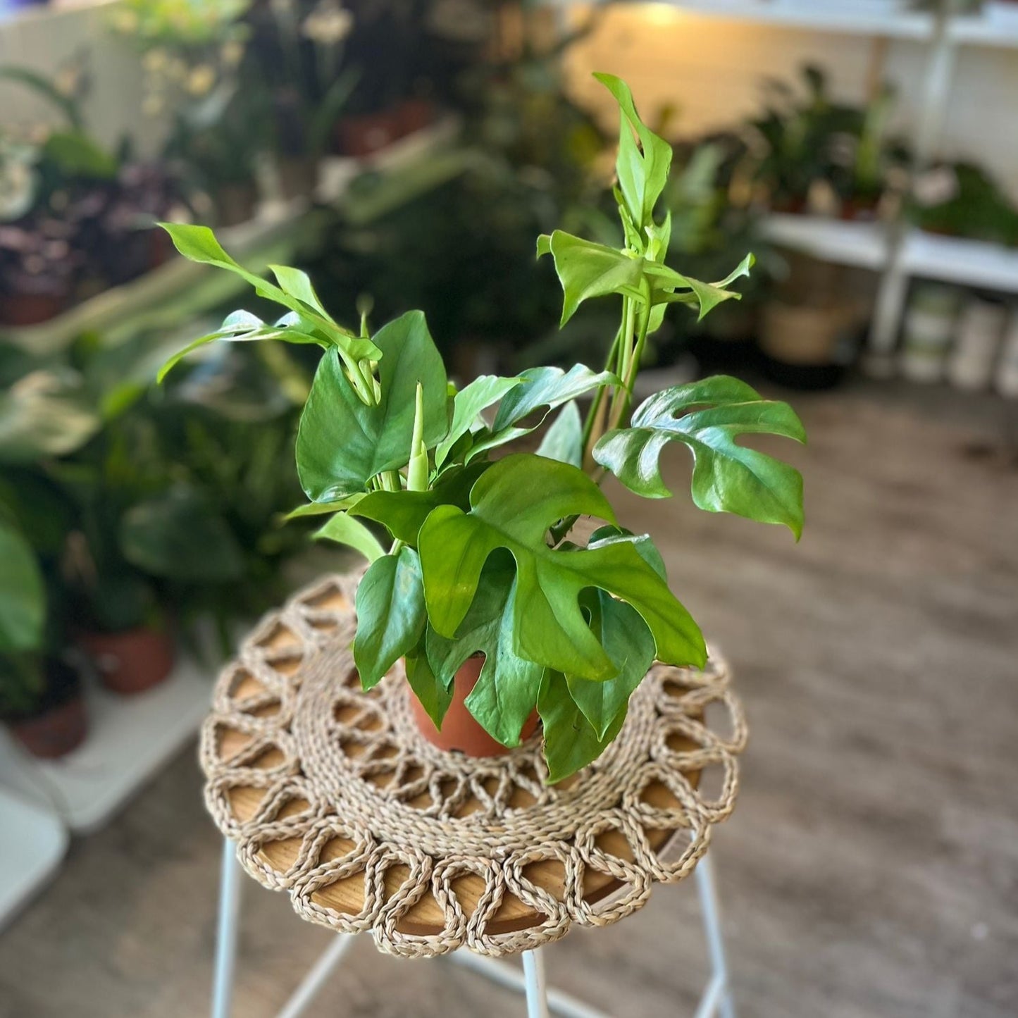 Monstera minima