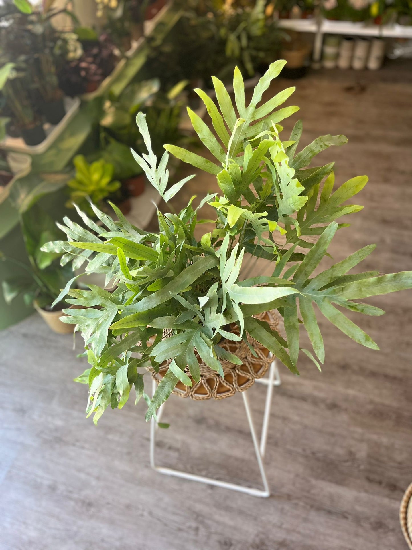 Blue Star Fern