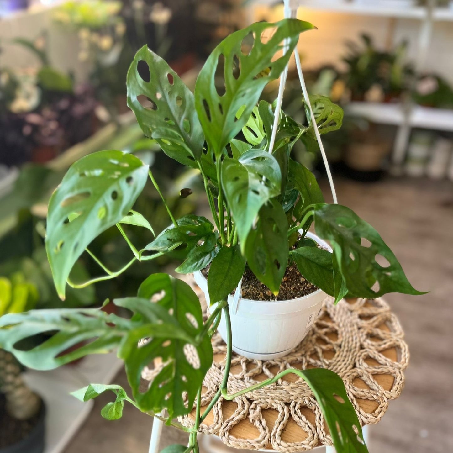 Monstera Adonsonii