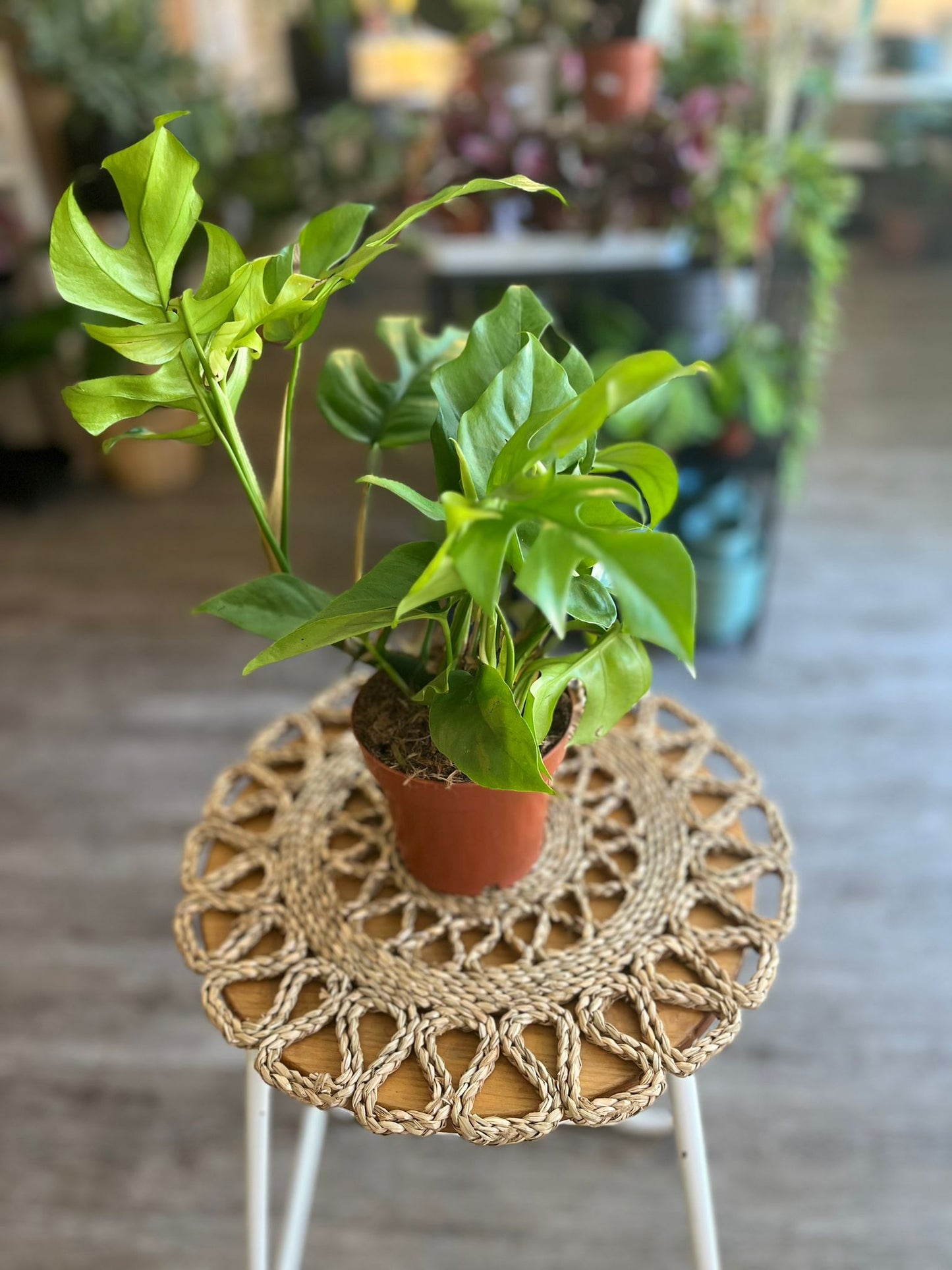 Monstera minima