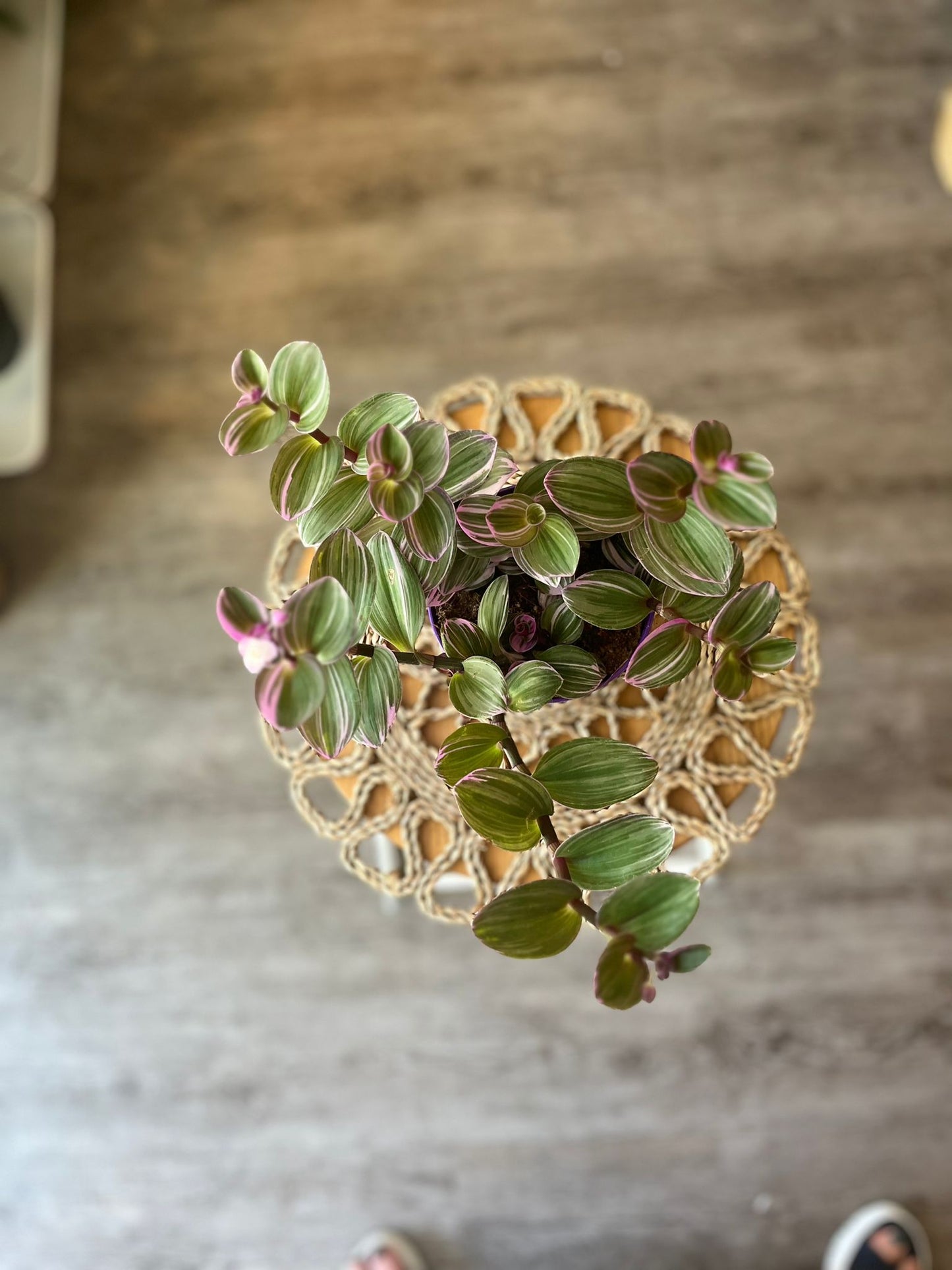 Tradescantia Nanouk