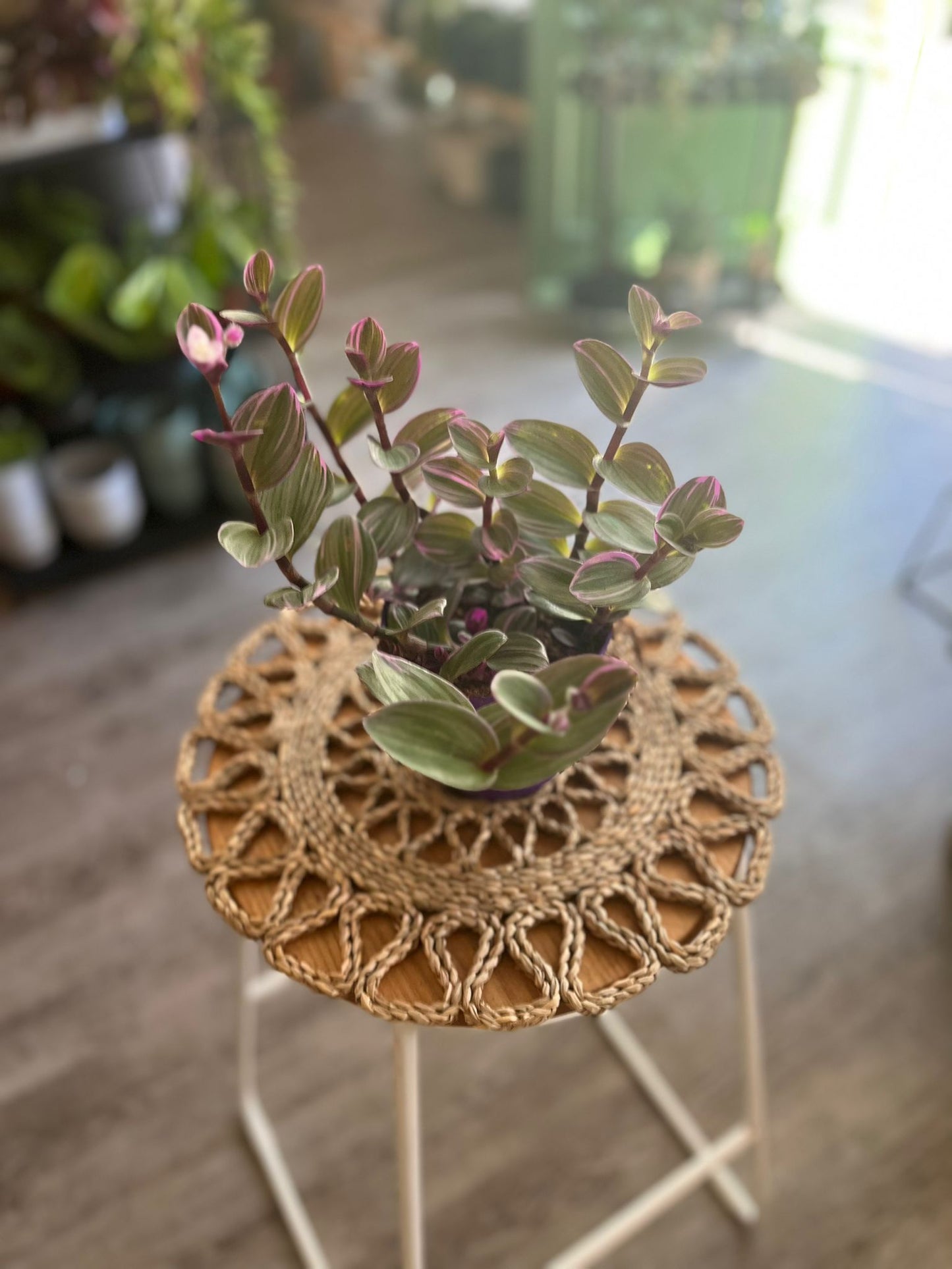 Tradescantia Nanouk