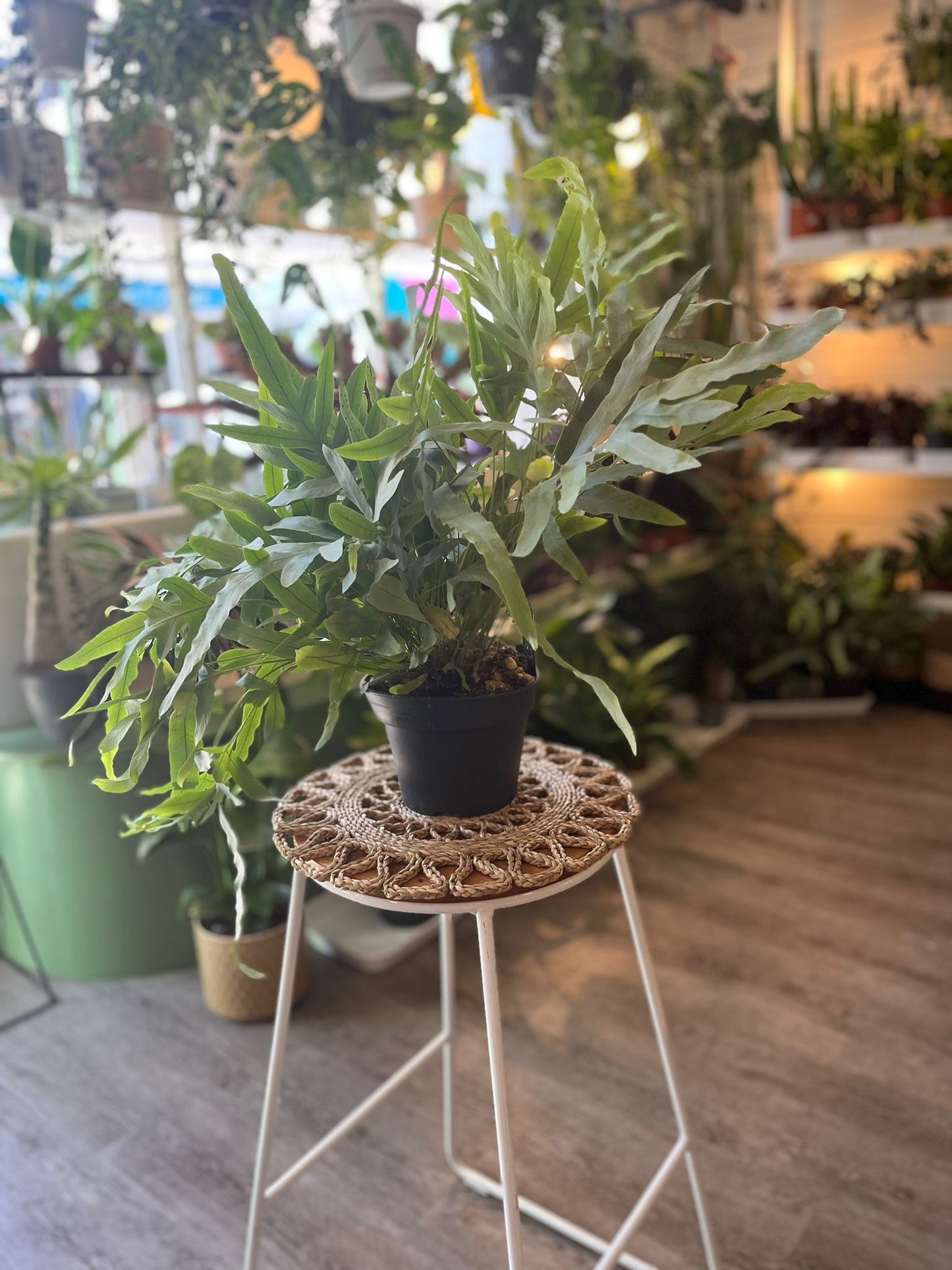 Blue Star Fern