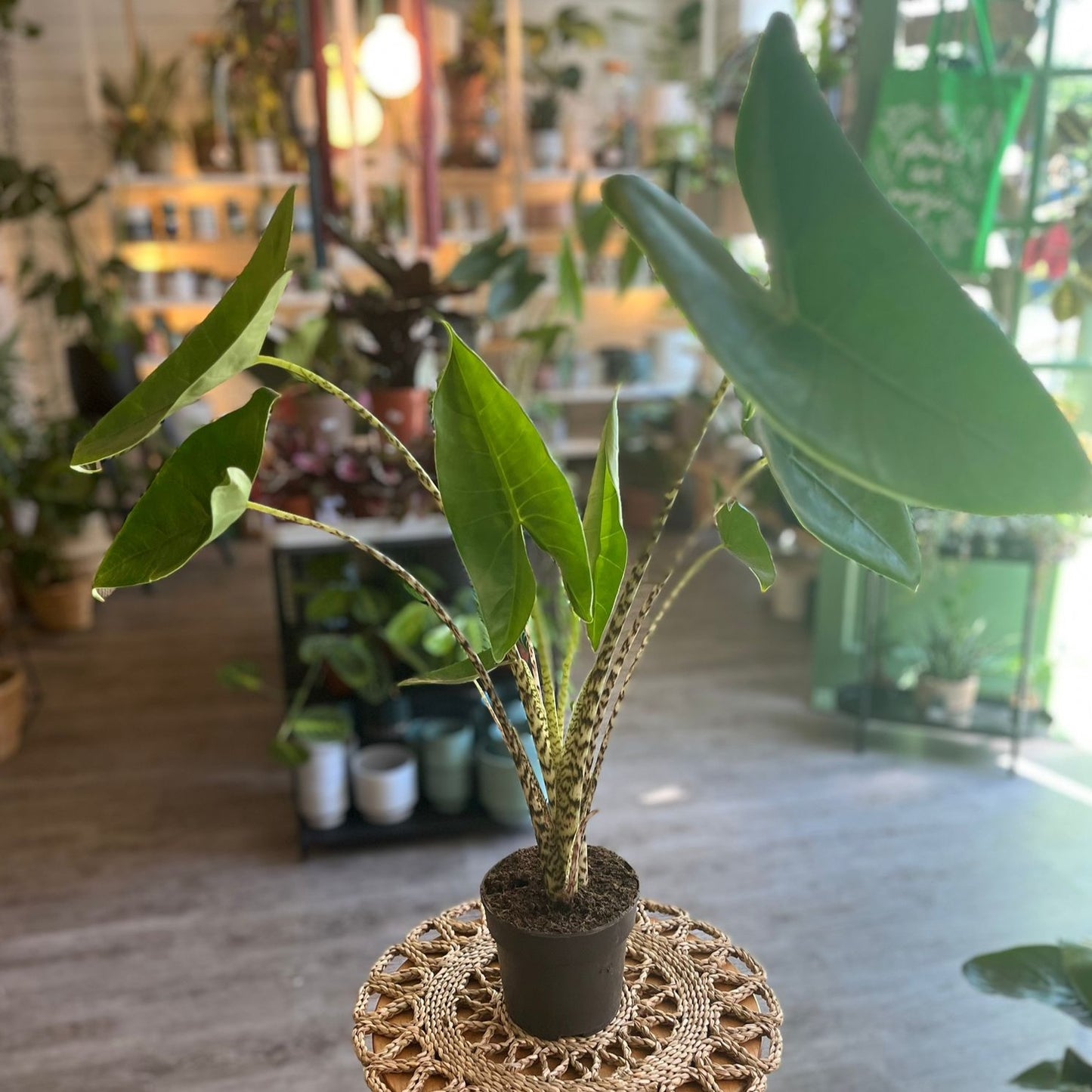 Alocasia Zebrina