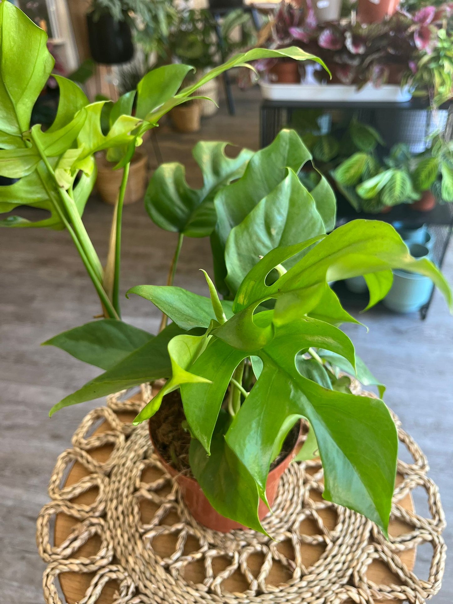 Monstera minima