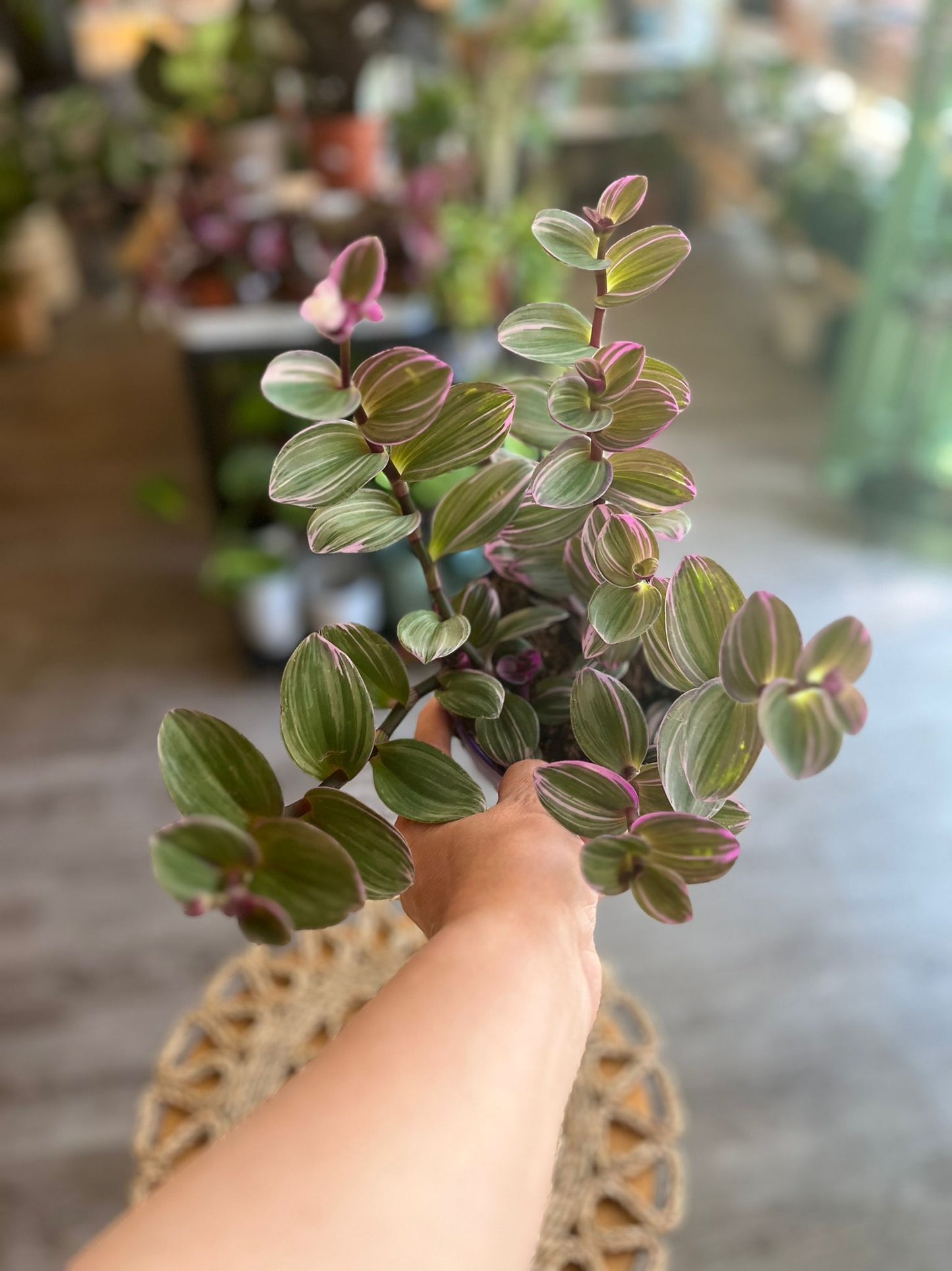 Tradescantia Nanouk