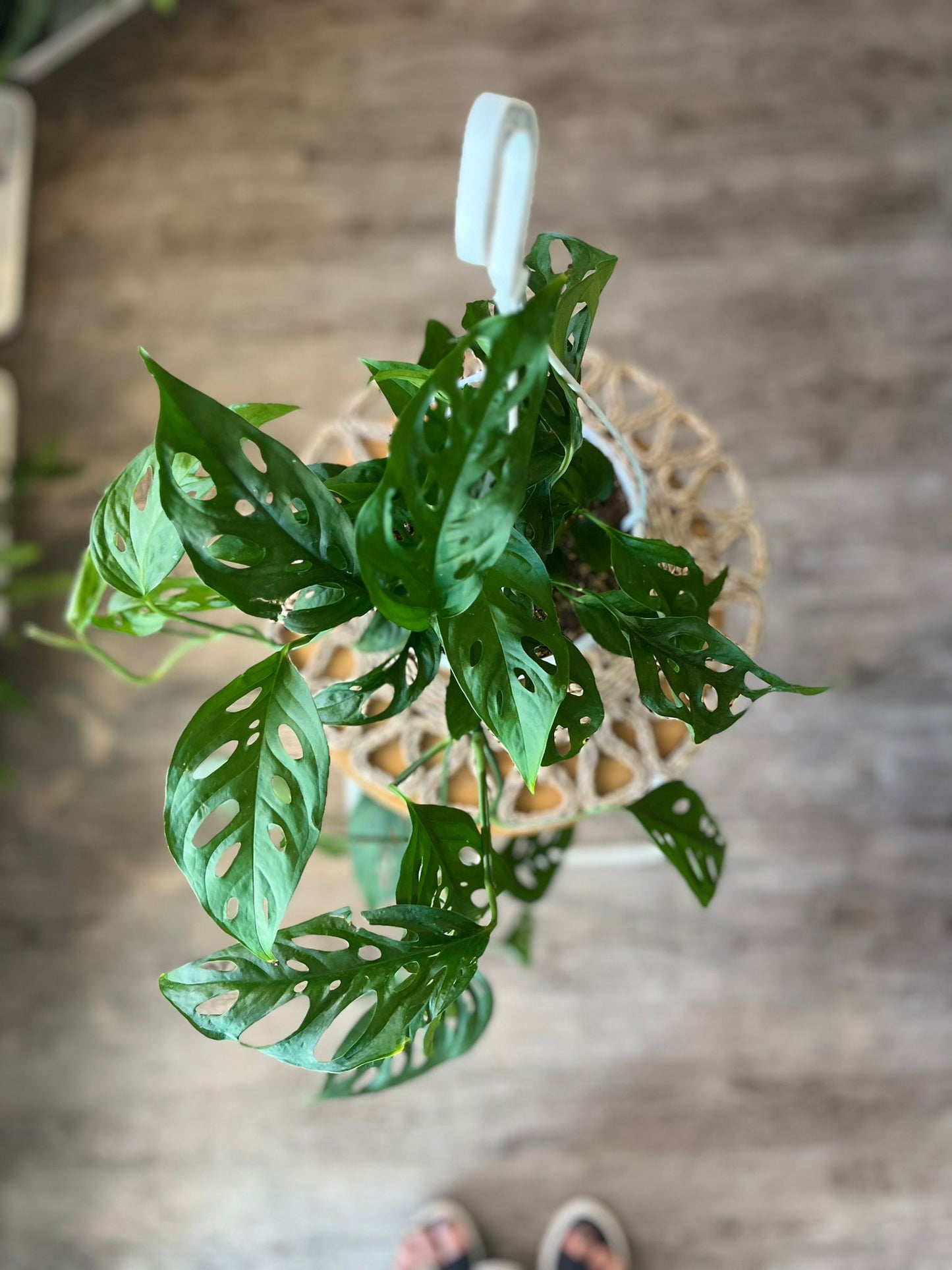 Monstera Adonsonii