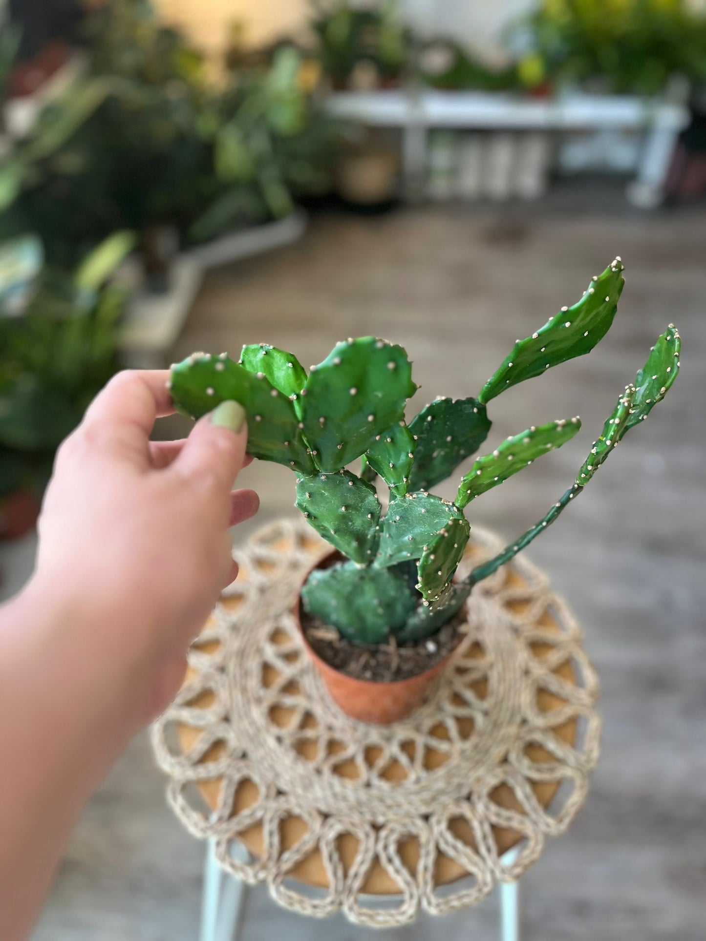 Prickly Pear Cacti