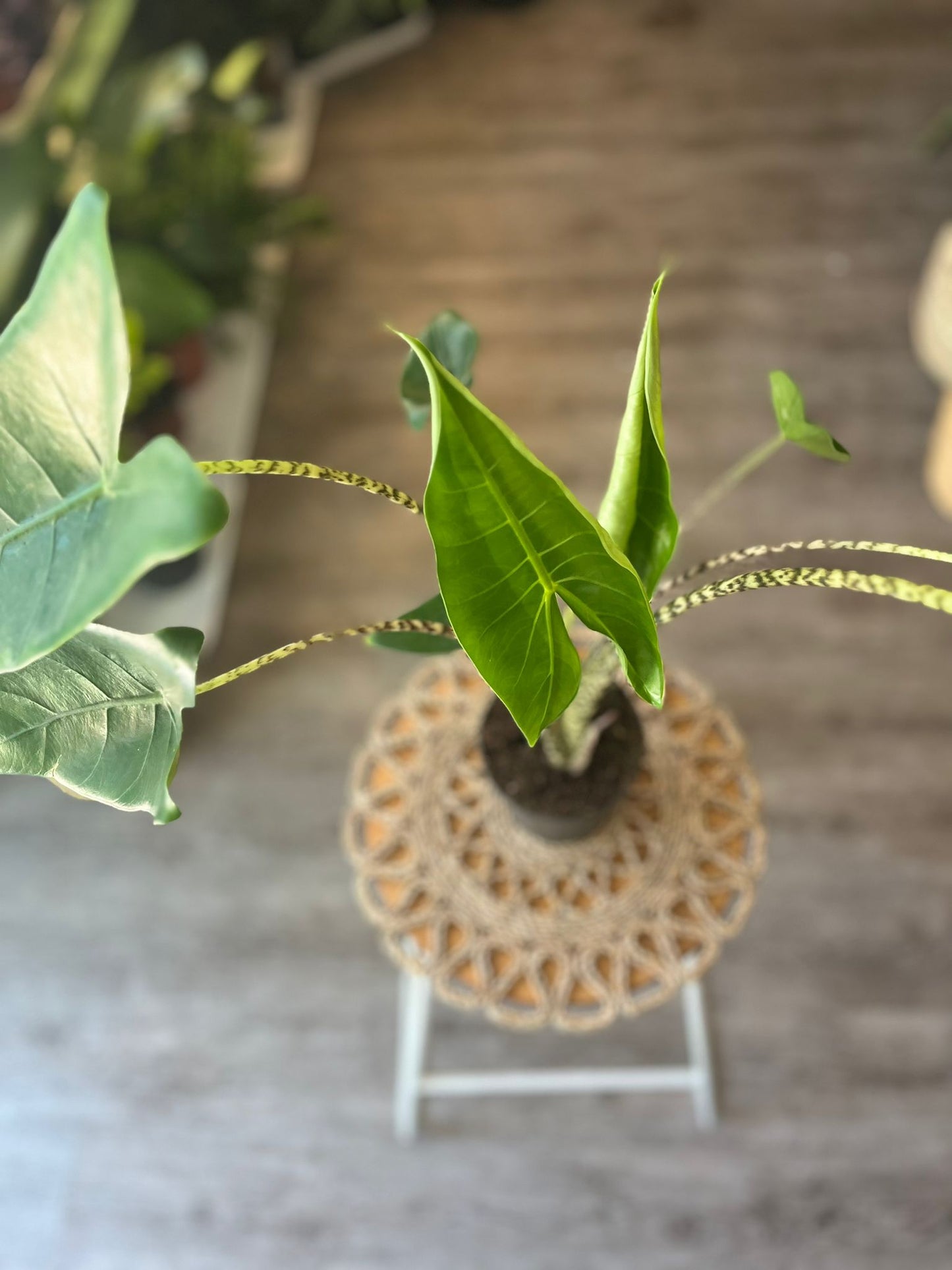 Alocasia Zebrina