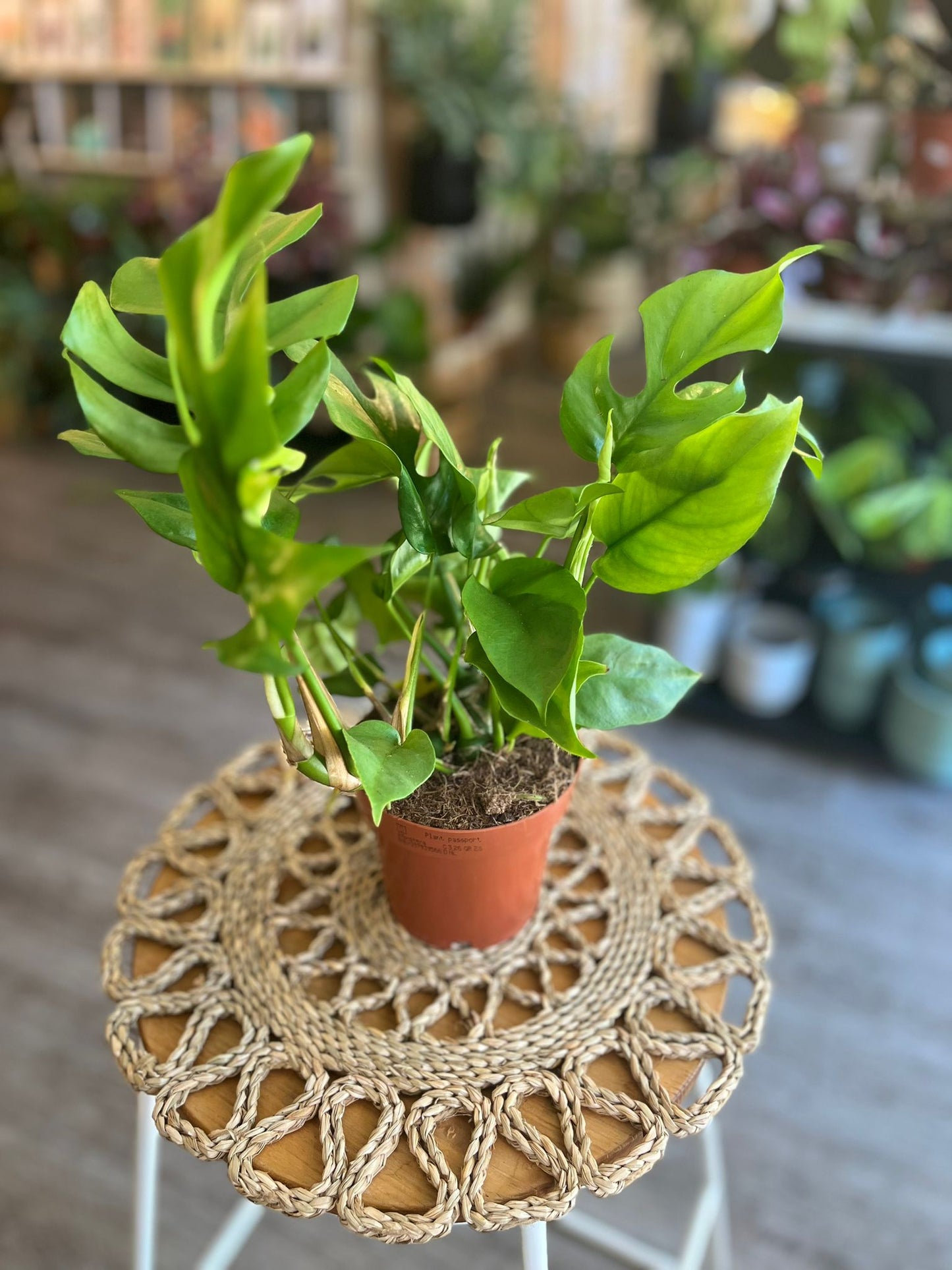 Monstera minima