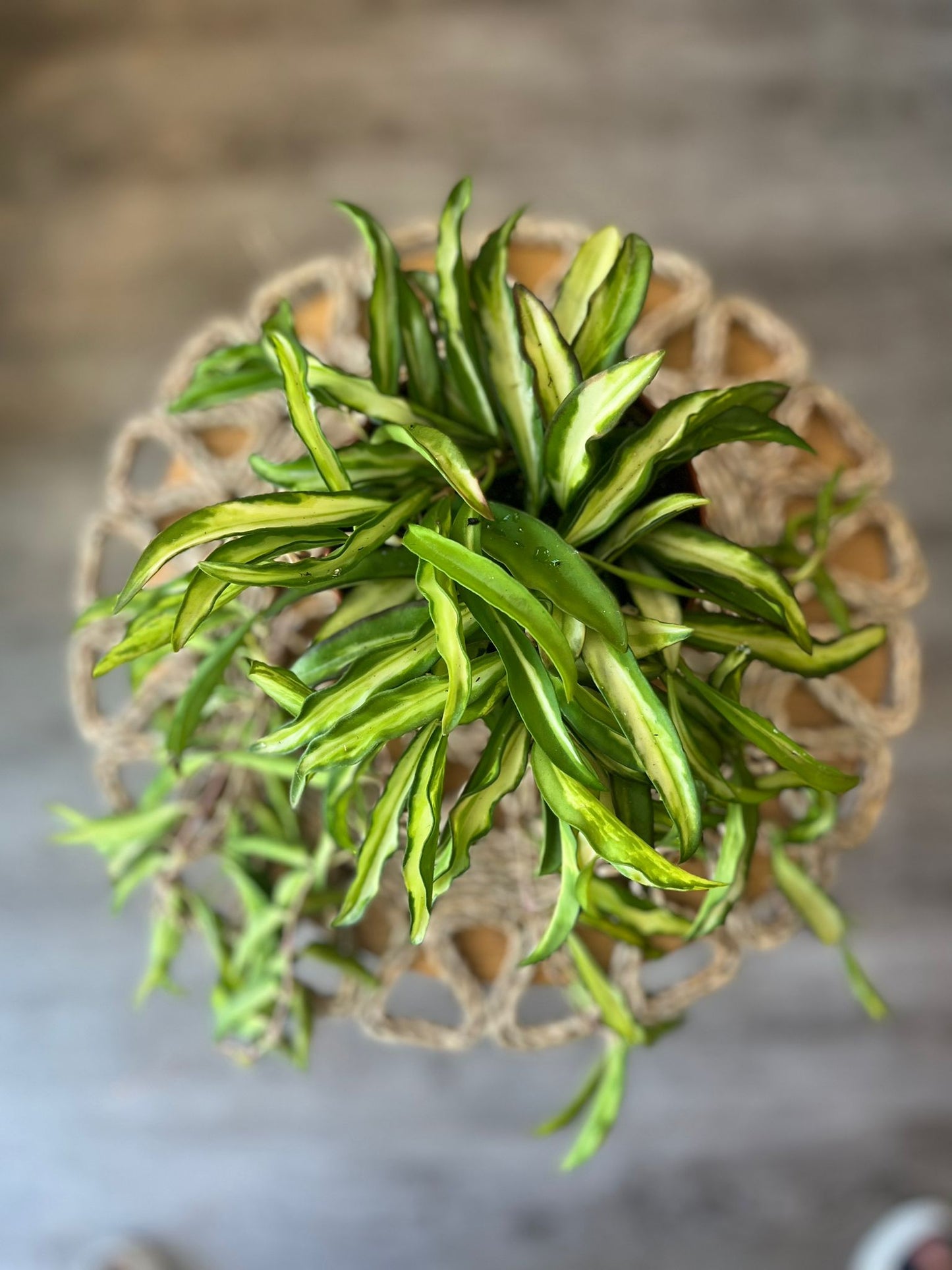 Hoya