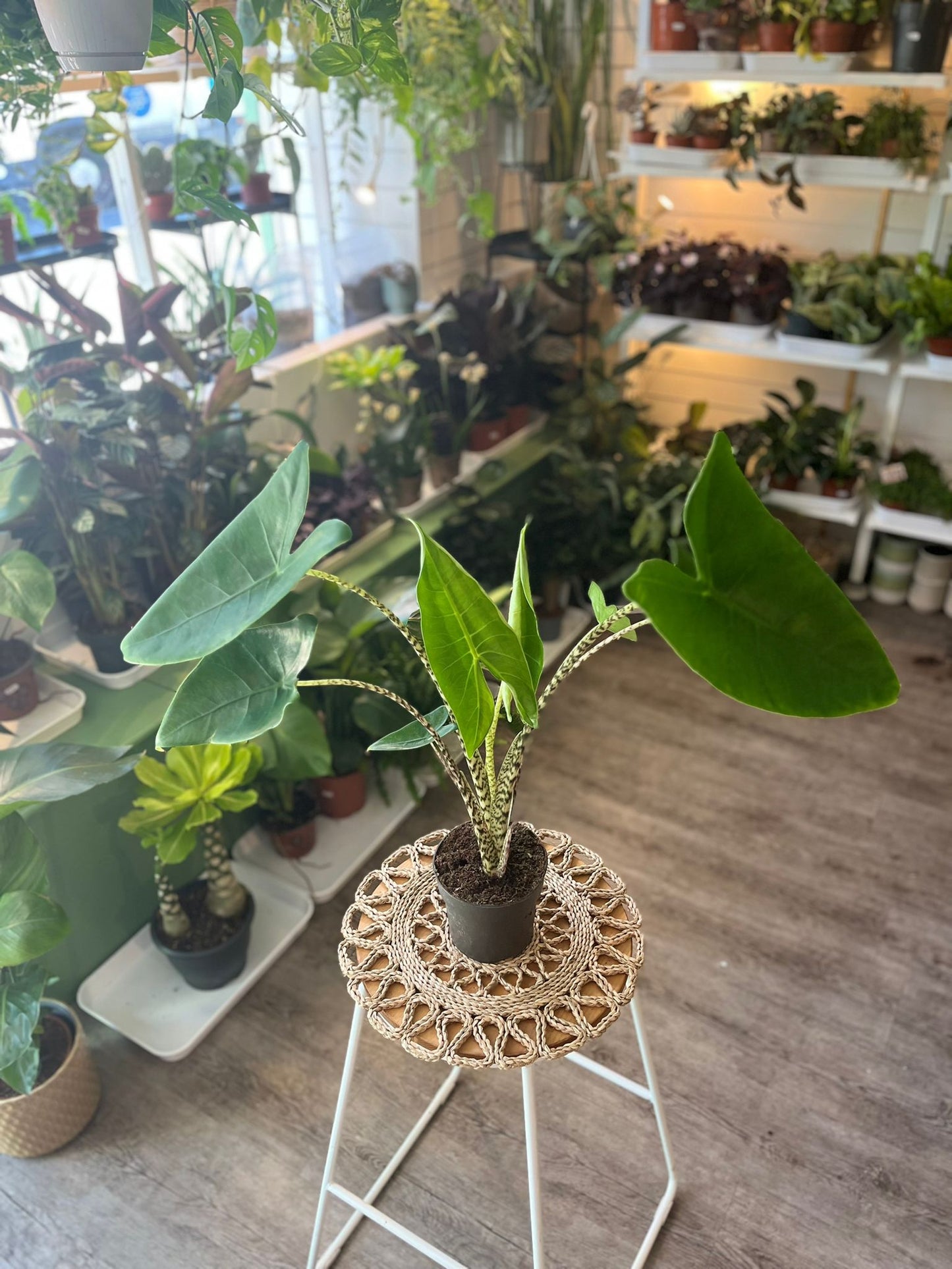 Alocasia Zebrina
