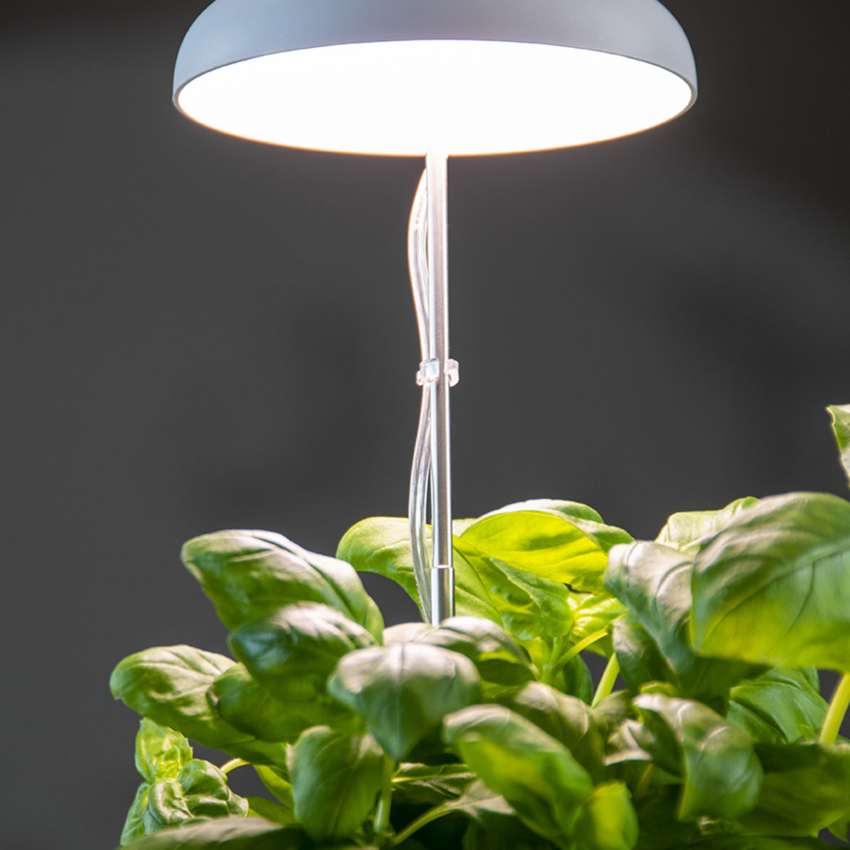 LED Grow Lamp