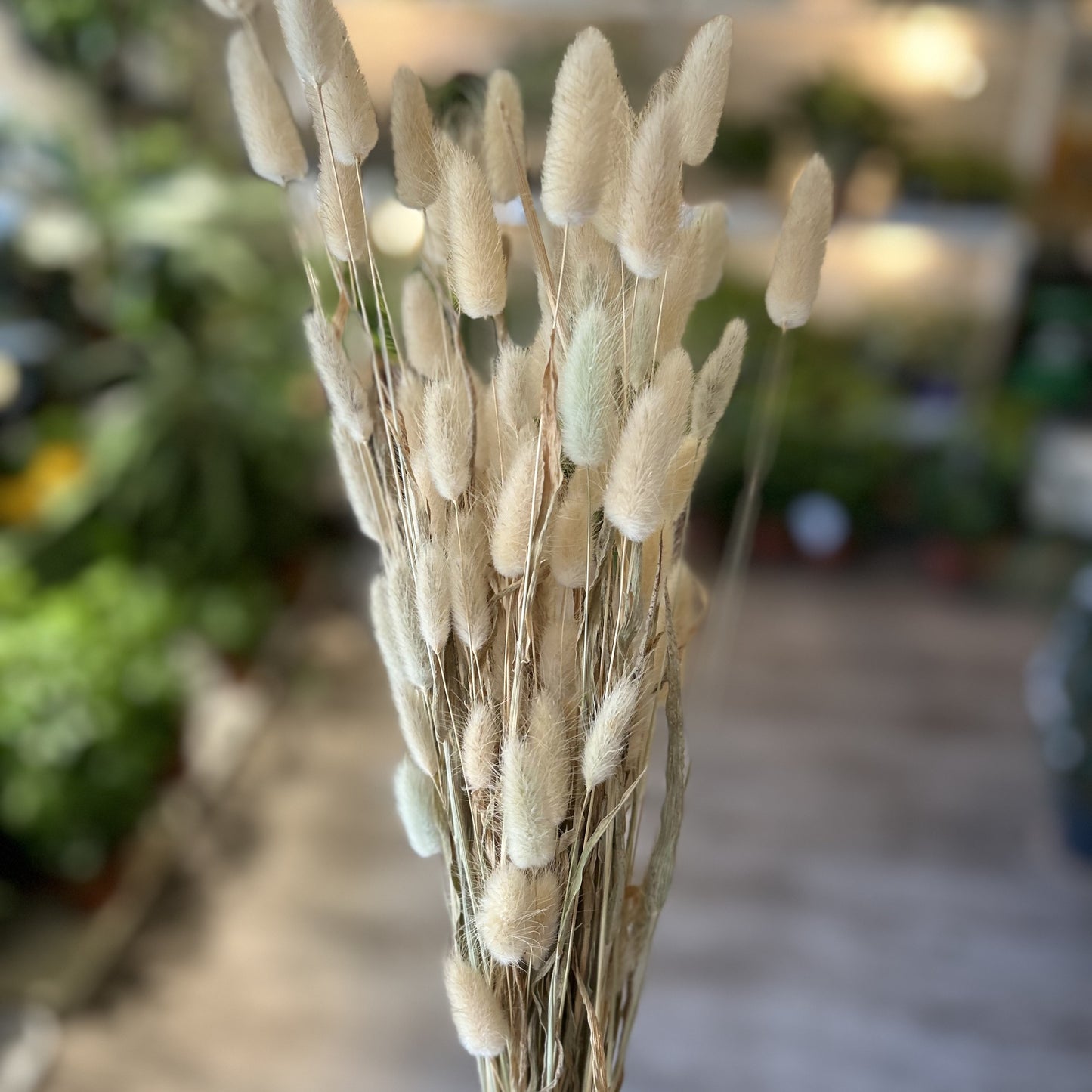 Bunny Tails - Lagurus