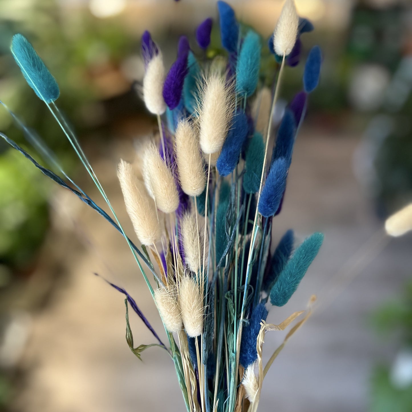 Bunny Tails - Lagurus