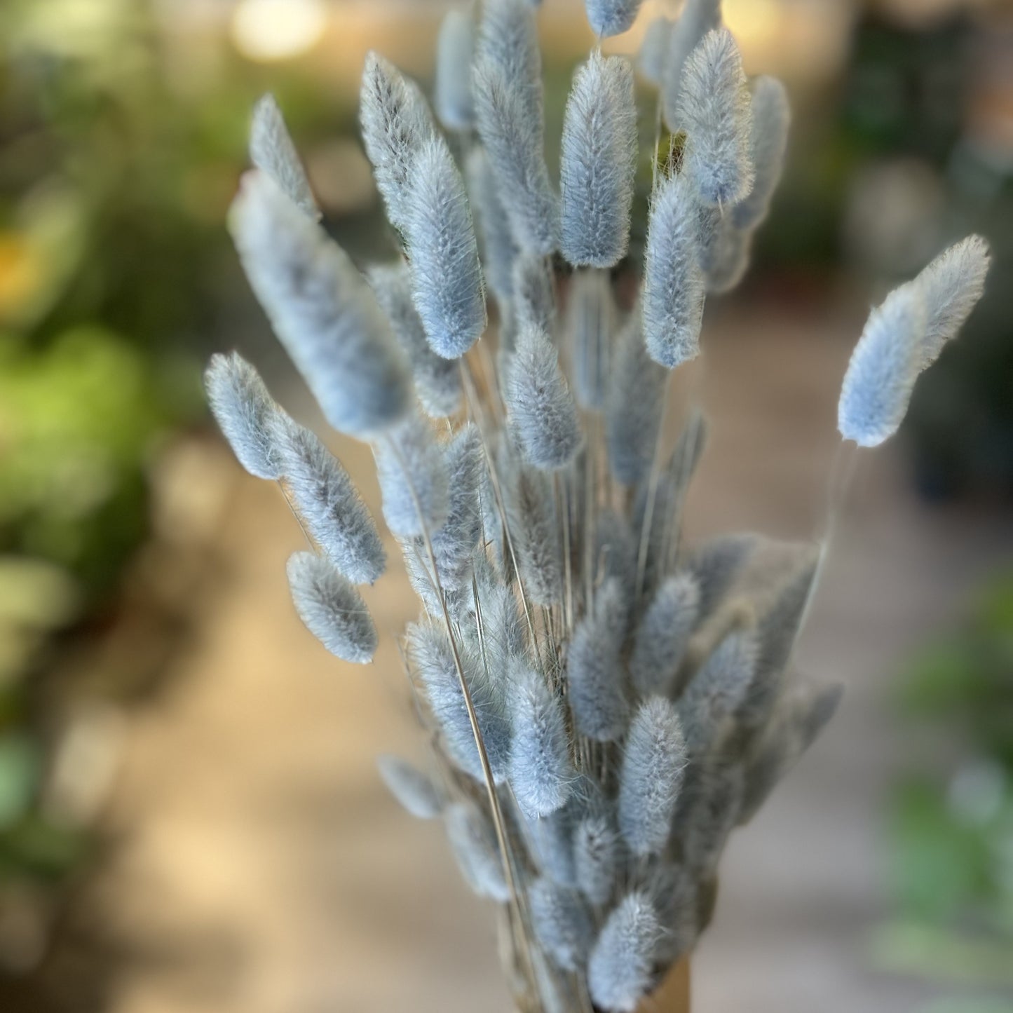 Bunny Tails - Lagurus