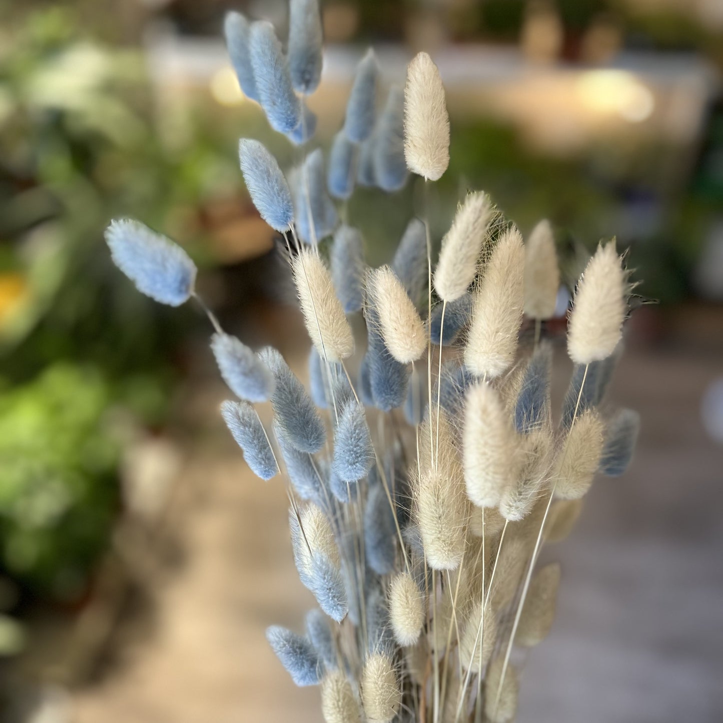 Bunny Tails - Lagurus
