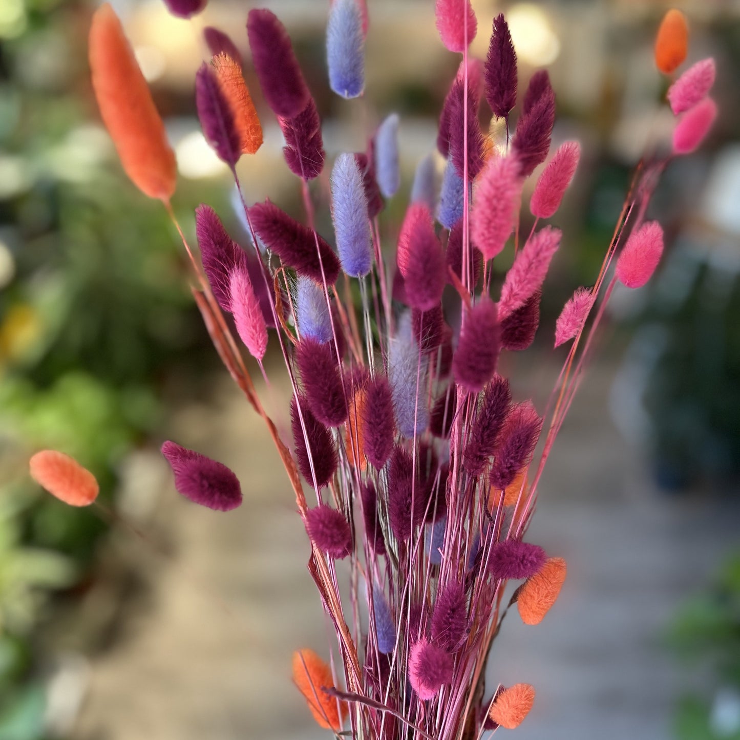 Bunny Tails - Lagurus