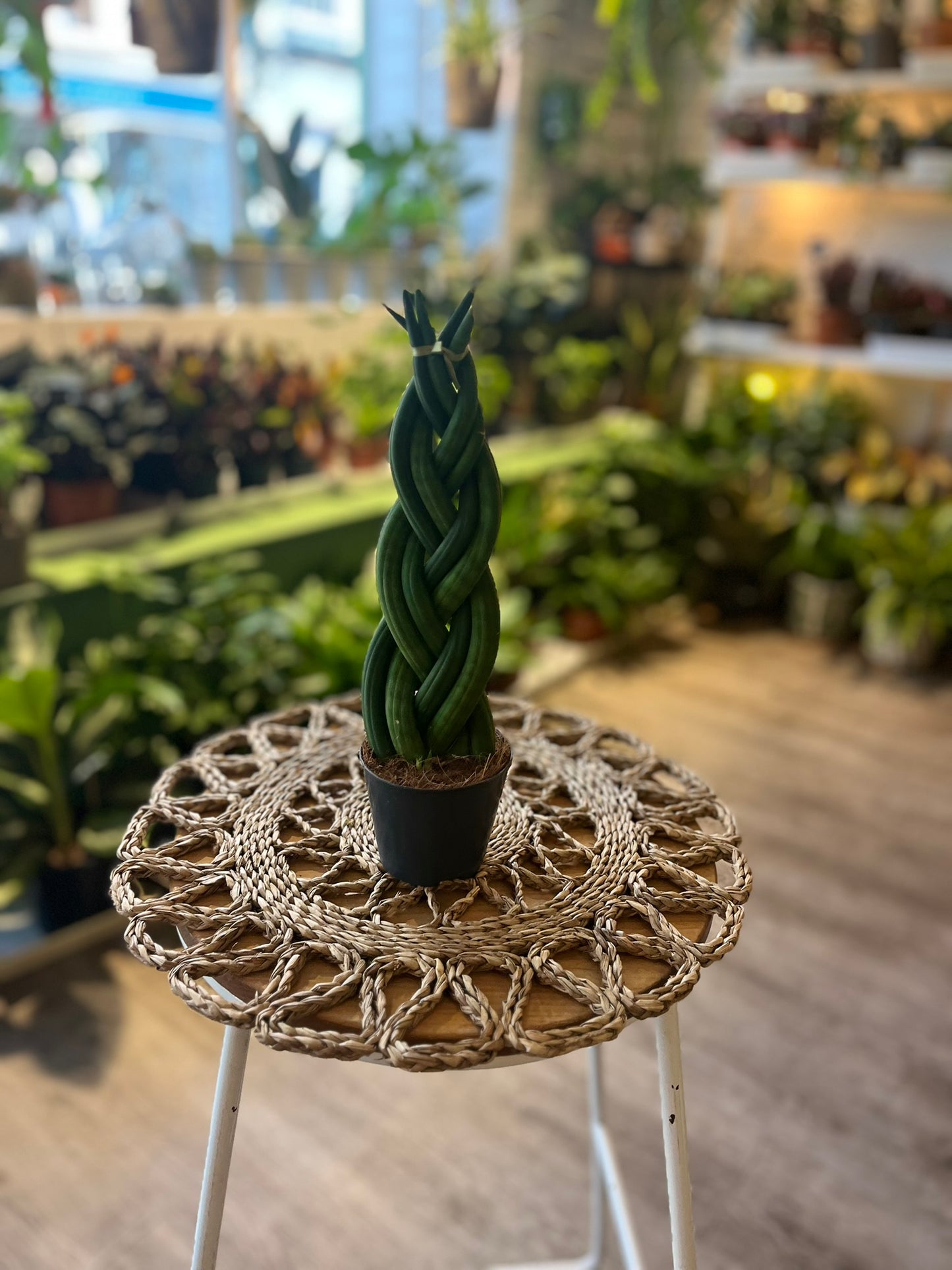 Braided Snake Plant
