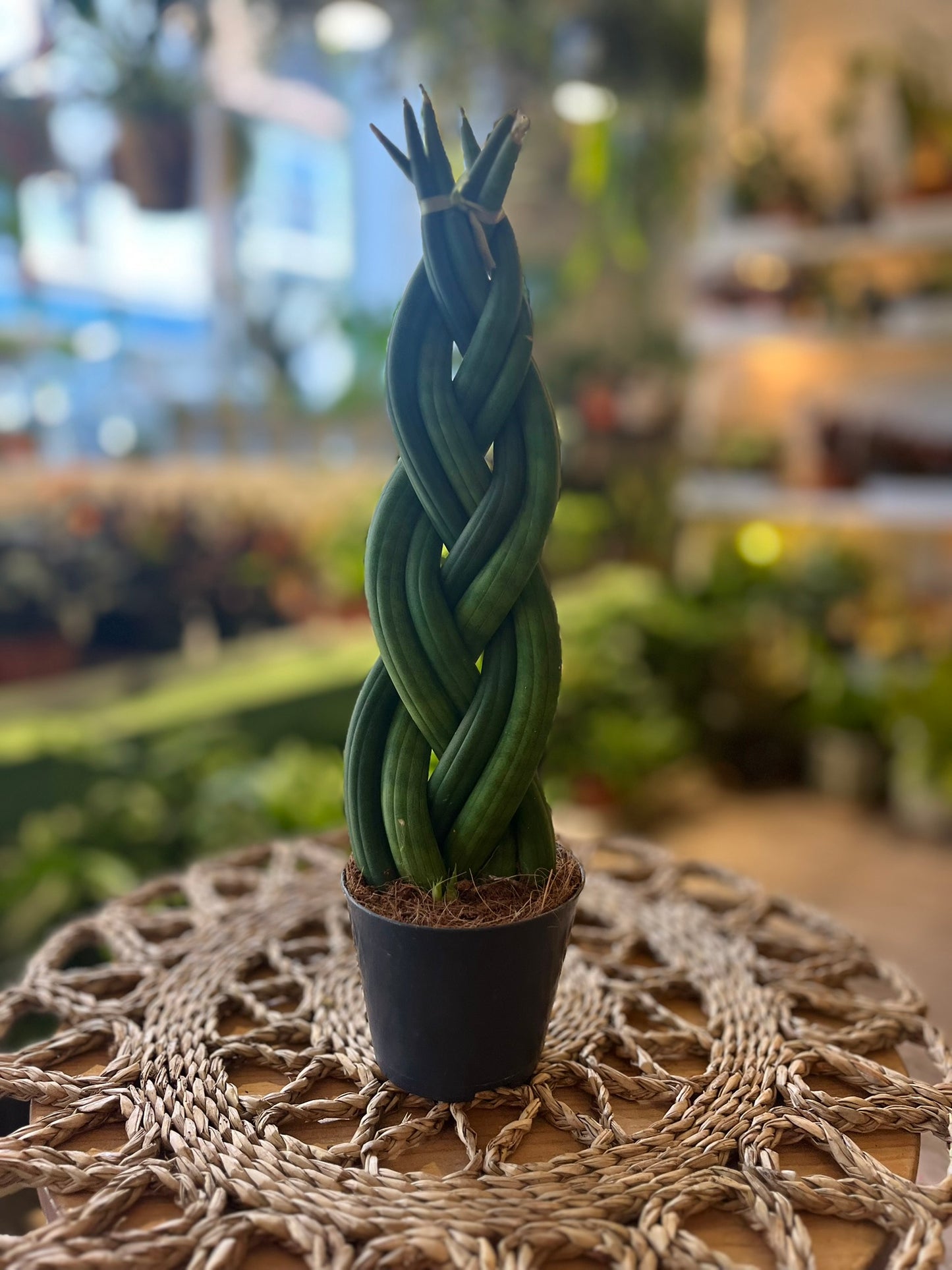 Braided Snake Plant