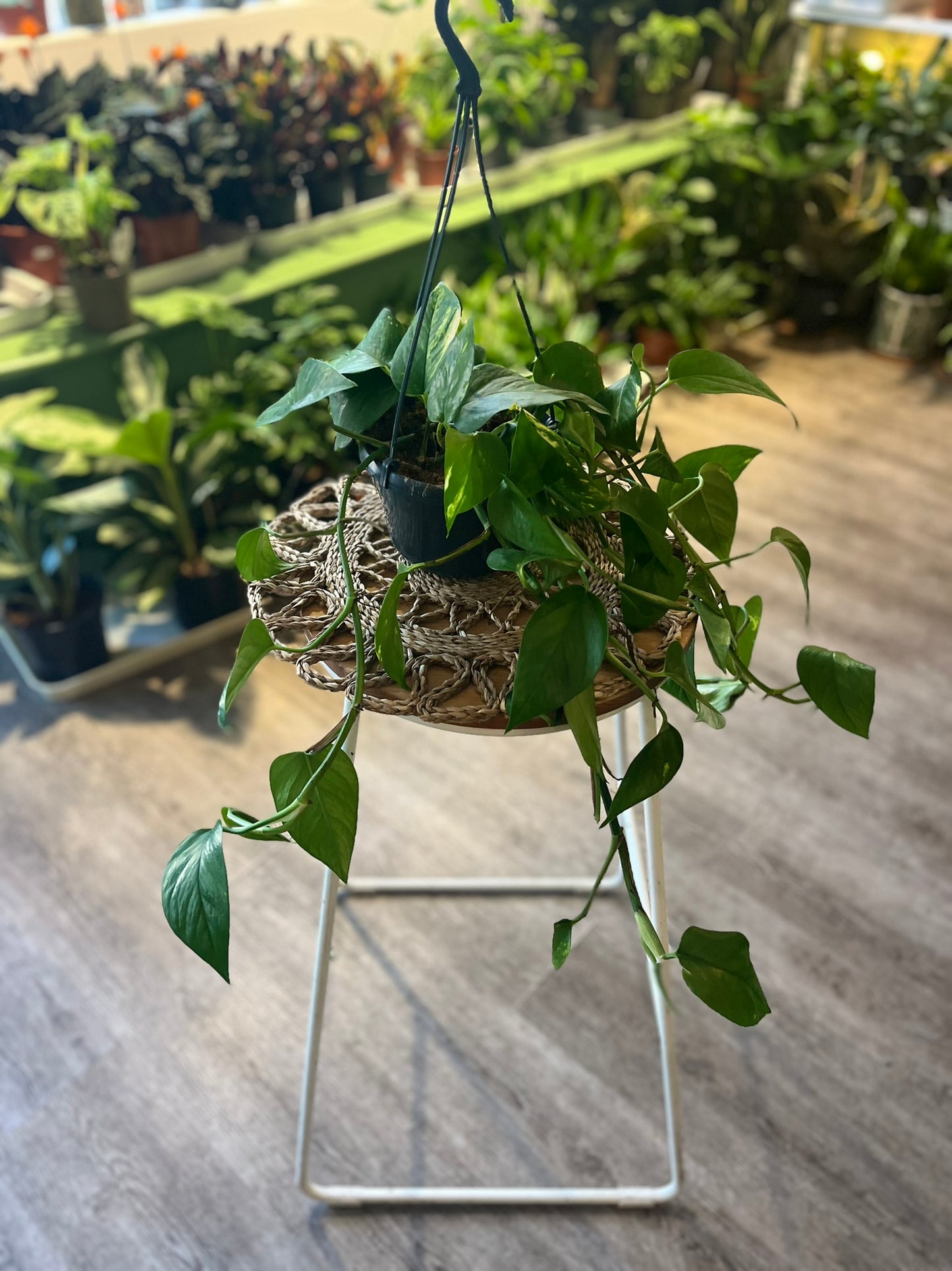 Epipremnum aureum