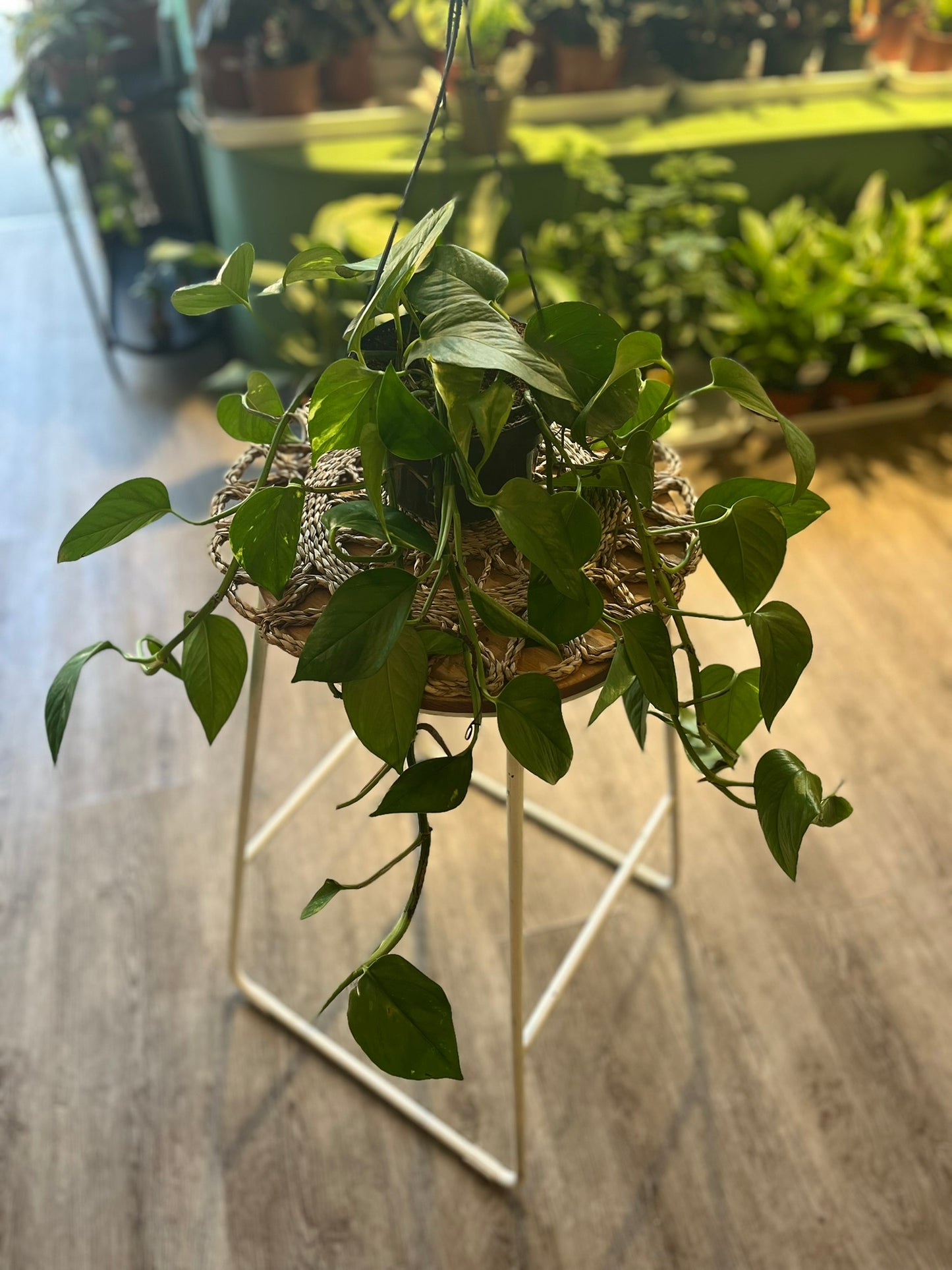 Epipremnum aureum