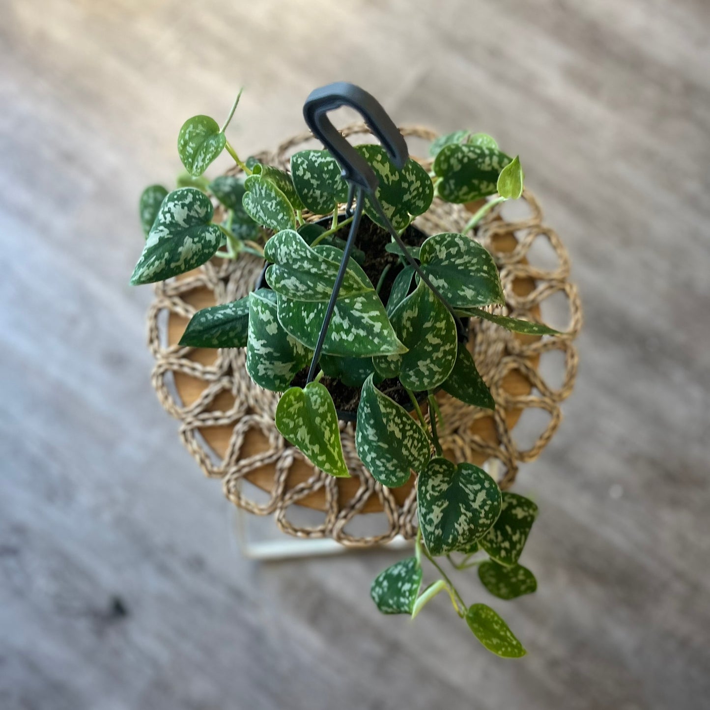 Scindapsus