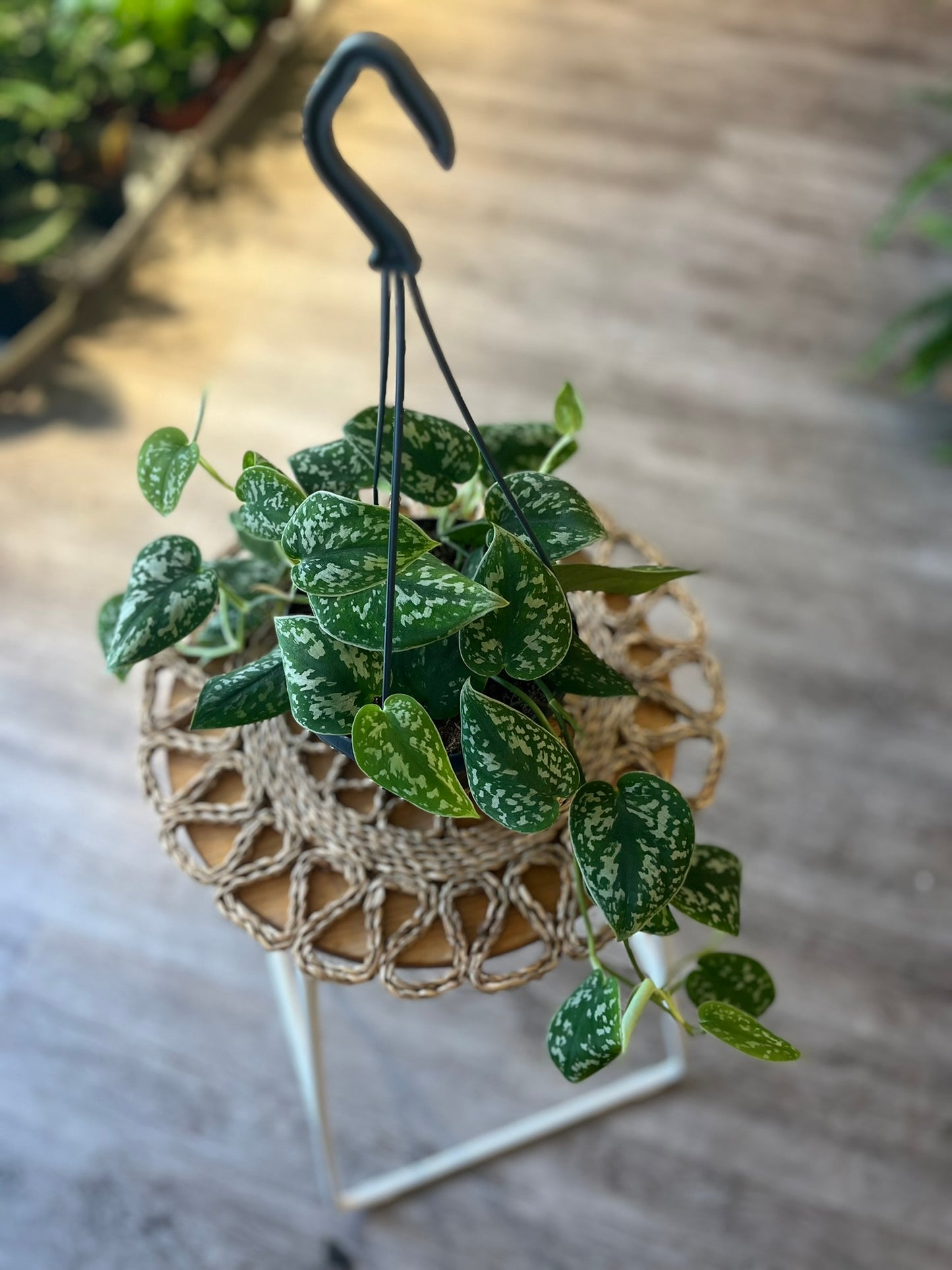 Scindapsus