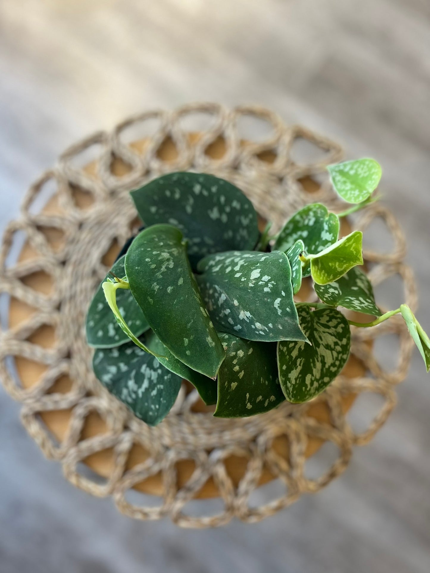 Scindapsus
