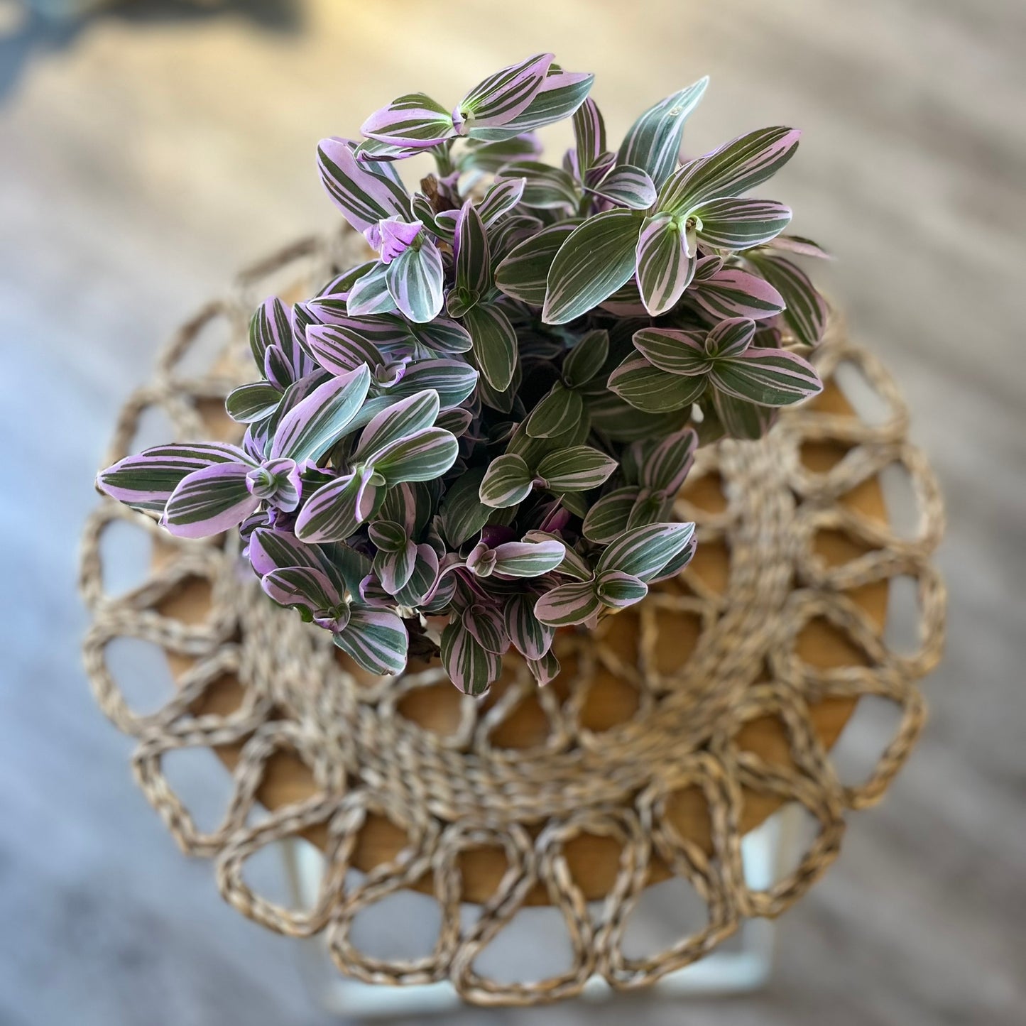 Tradescantia Sweetness
