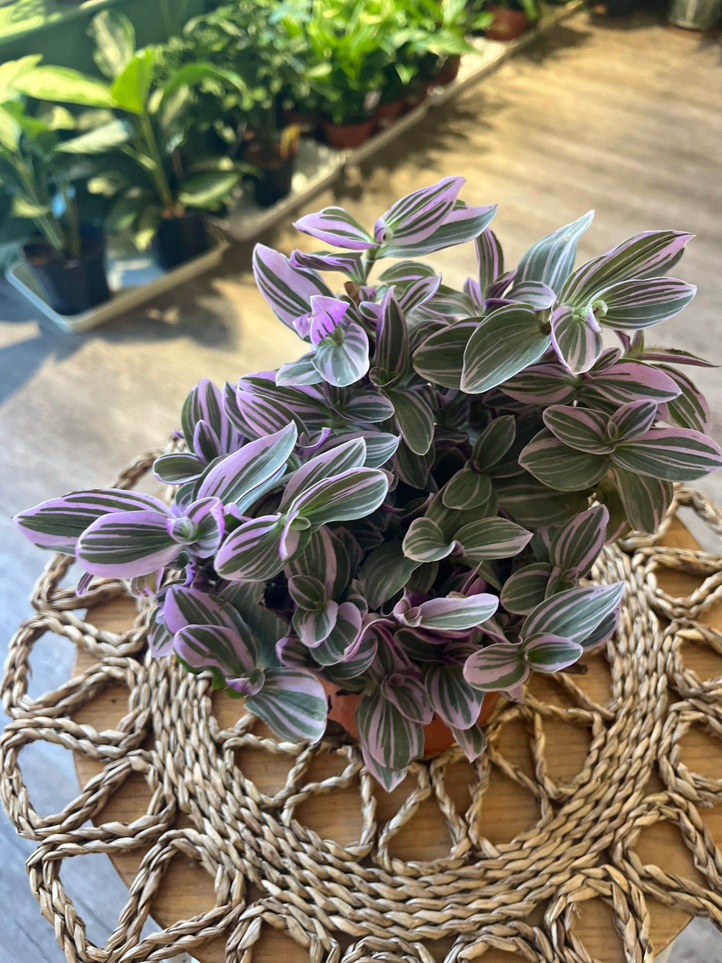 Tradescantia Sweetness