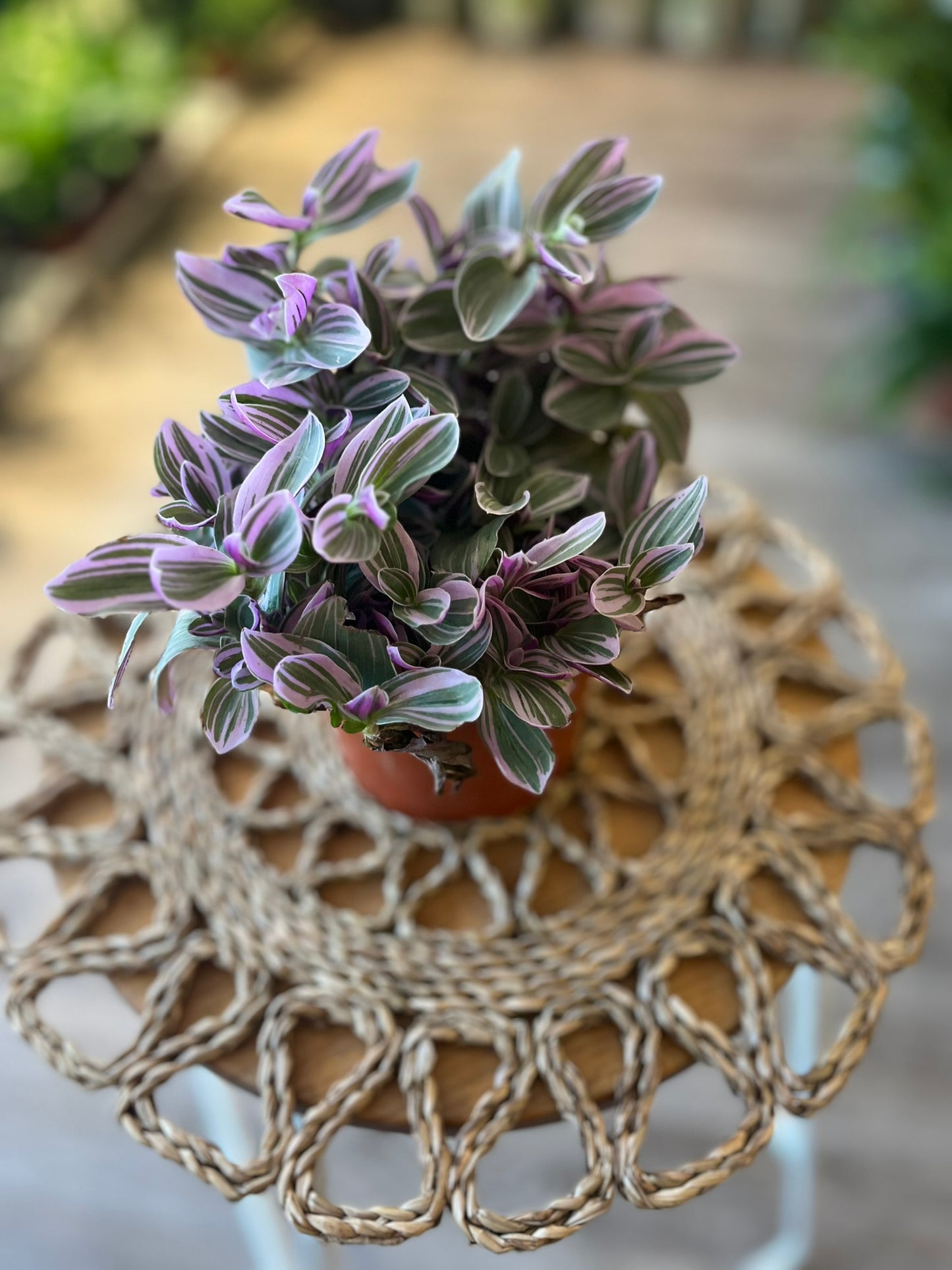 Tradescantia Sweetness