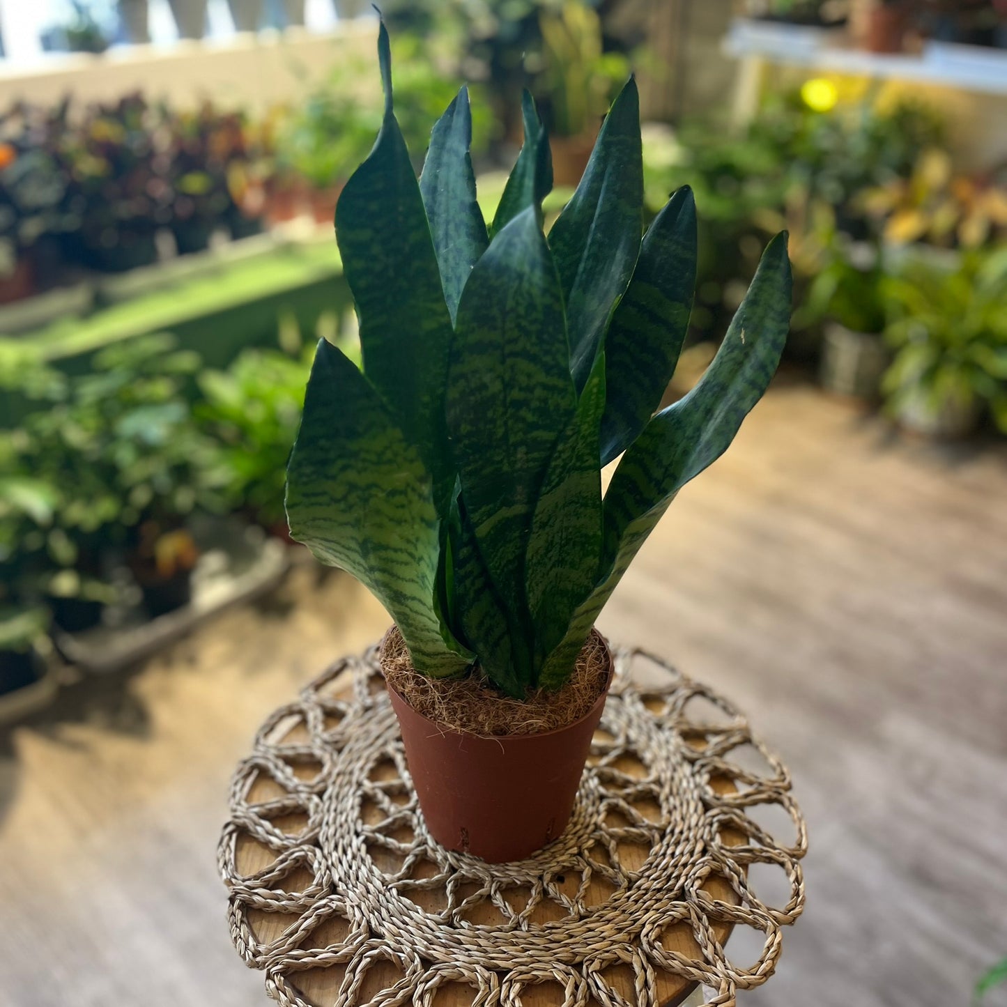 Sanseveria varieties