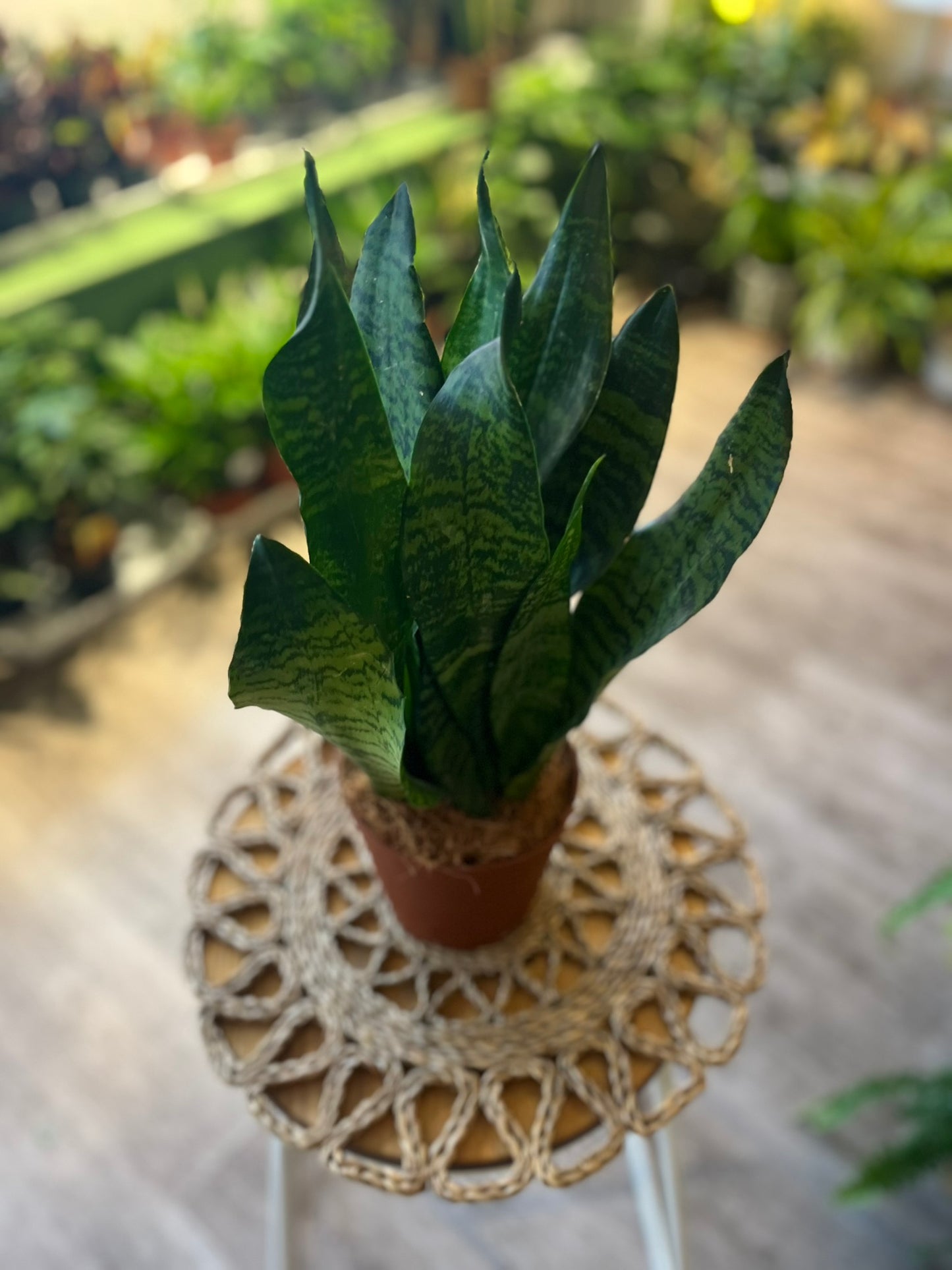 Sanseveria varieties