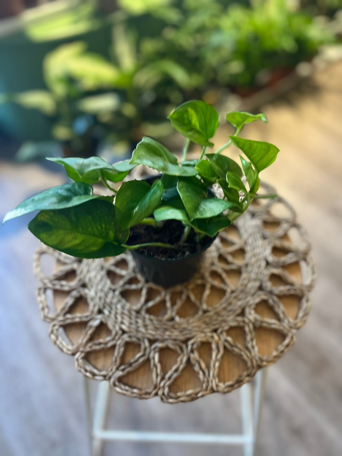 Epipremnum aureum