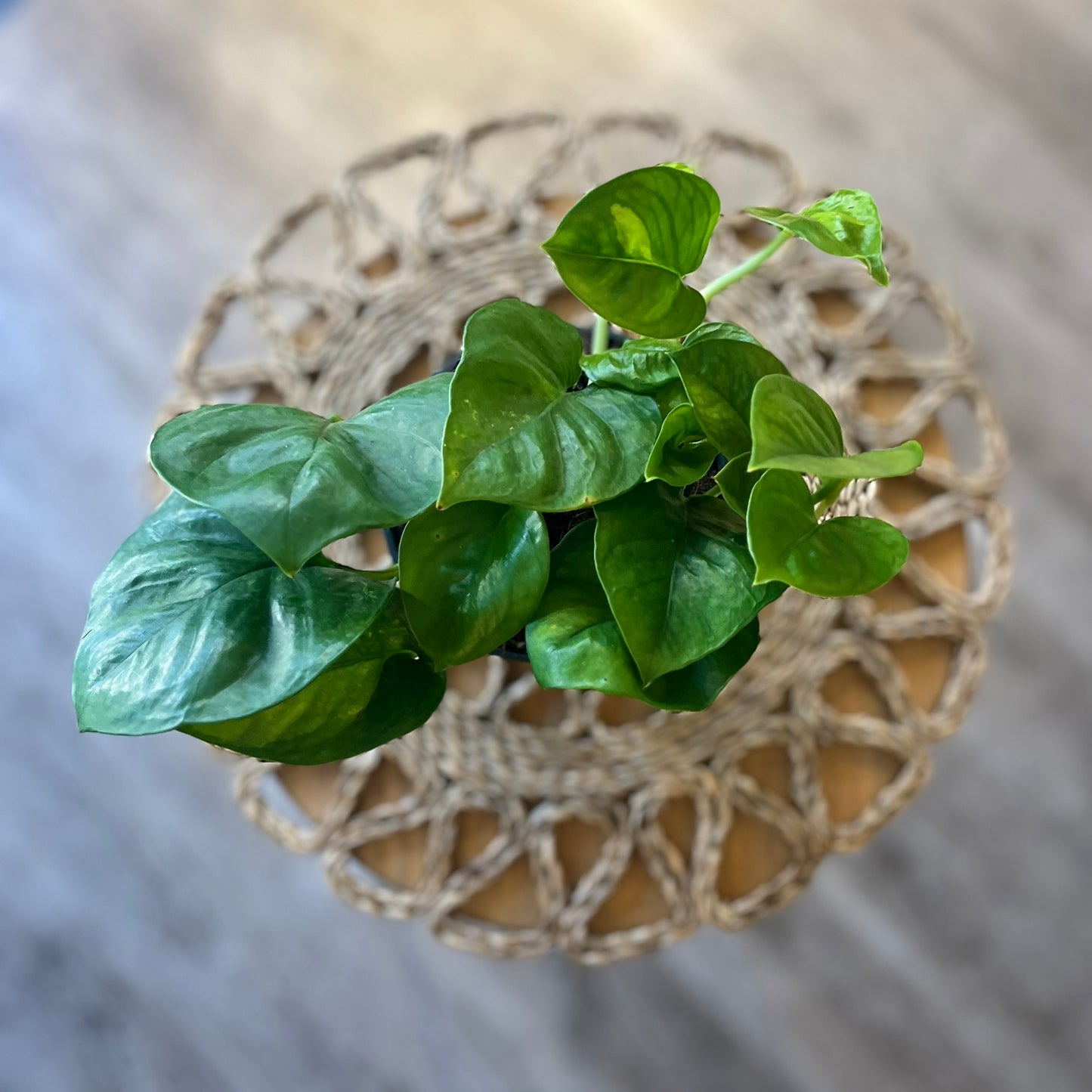 Epipremnum aureum