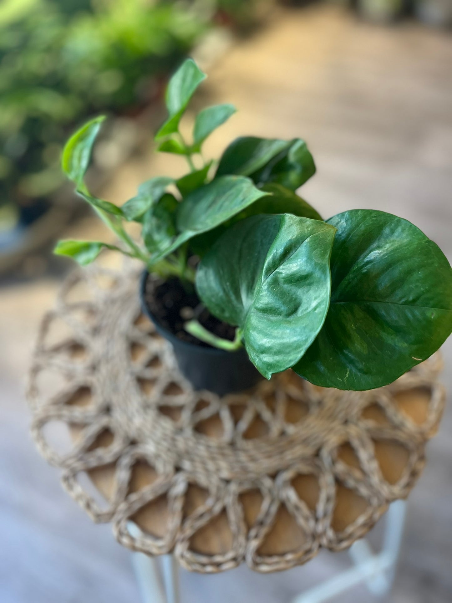 Epipremnum aureum