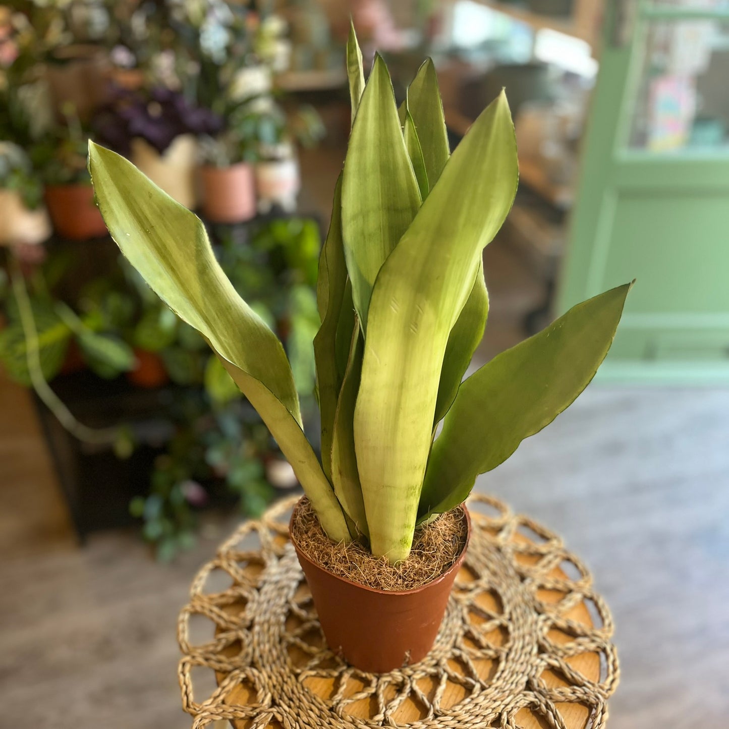Sanseveria varieties