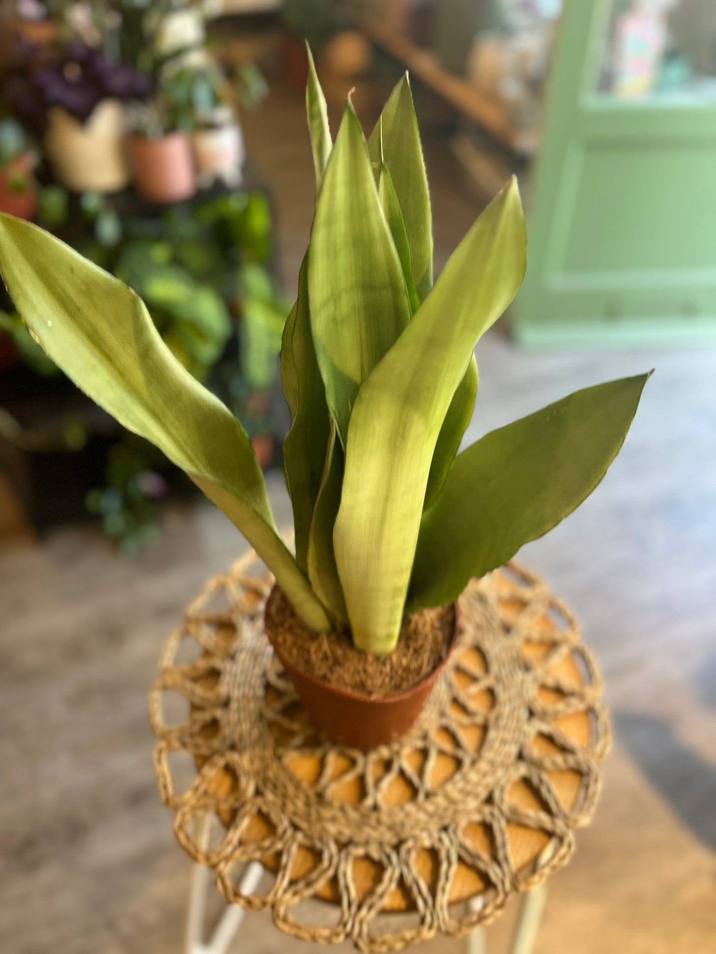 Sanseveria varieties