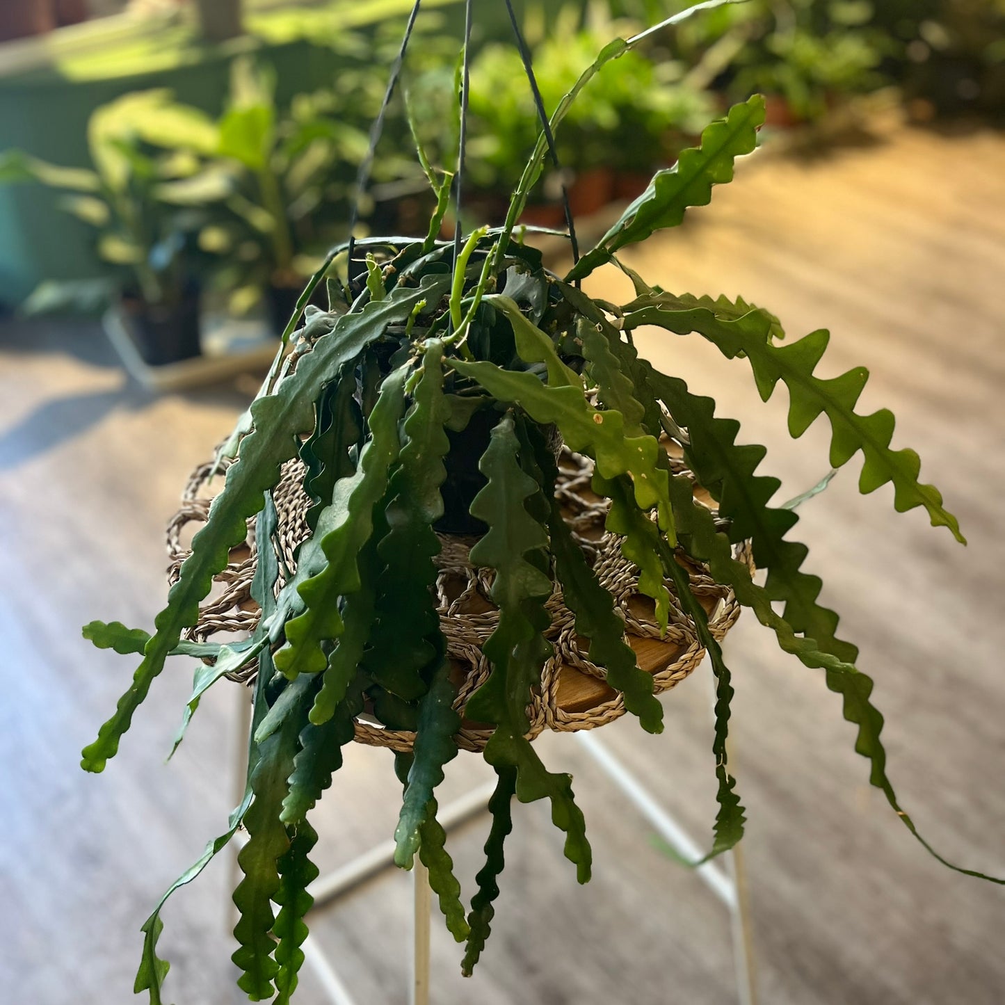 Fishbone Cacti