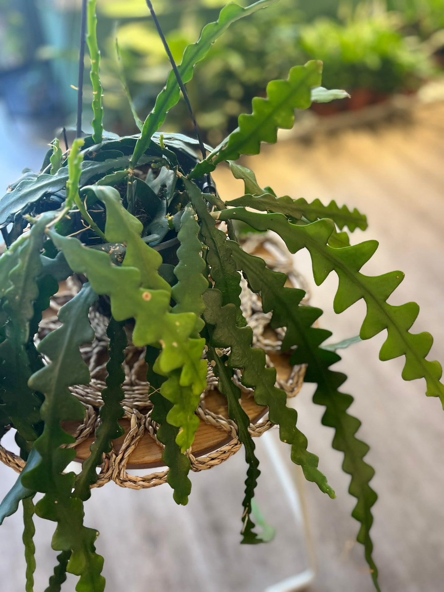 Fishbone Cacti