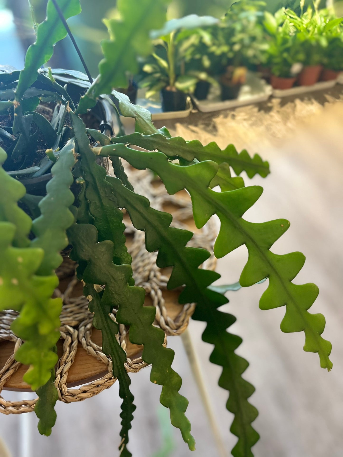 Fishbone Cacti