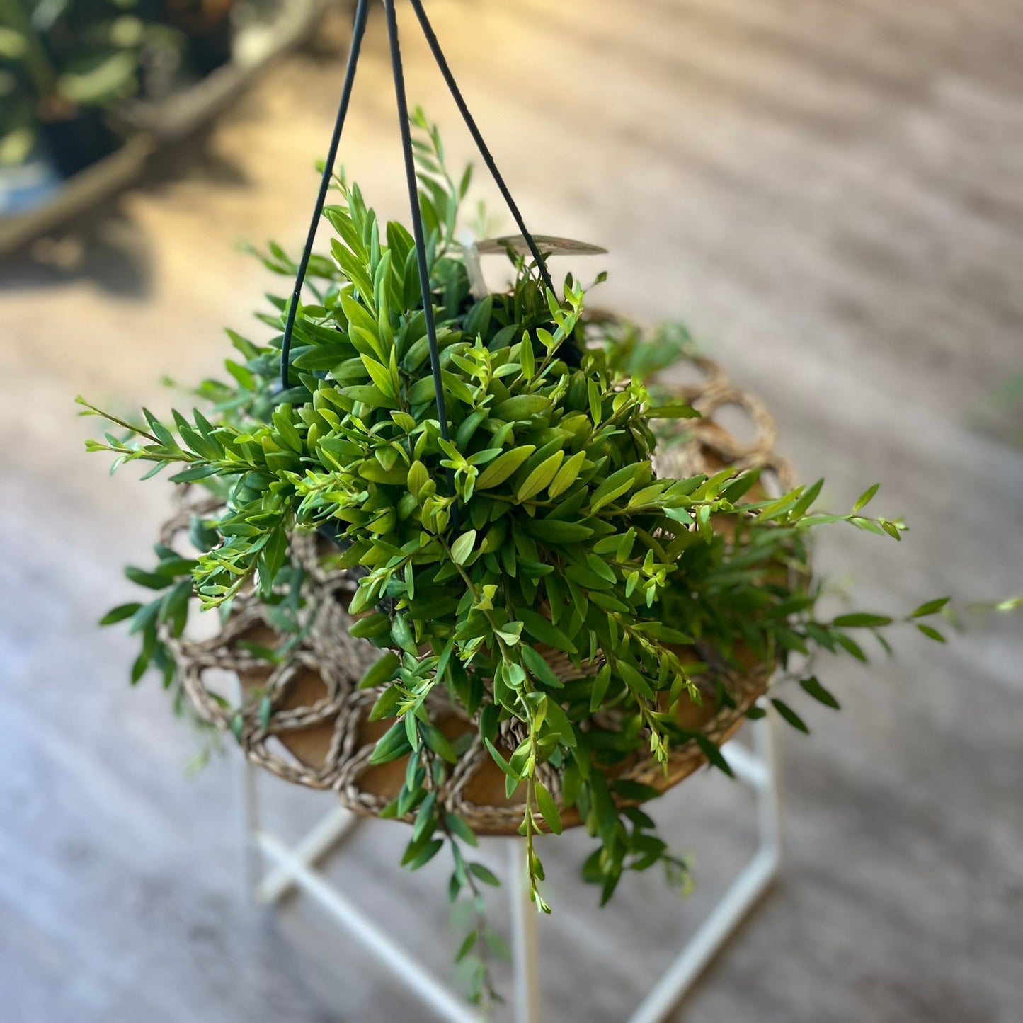 Aeschynanthus Japhrolepsis