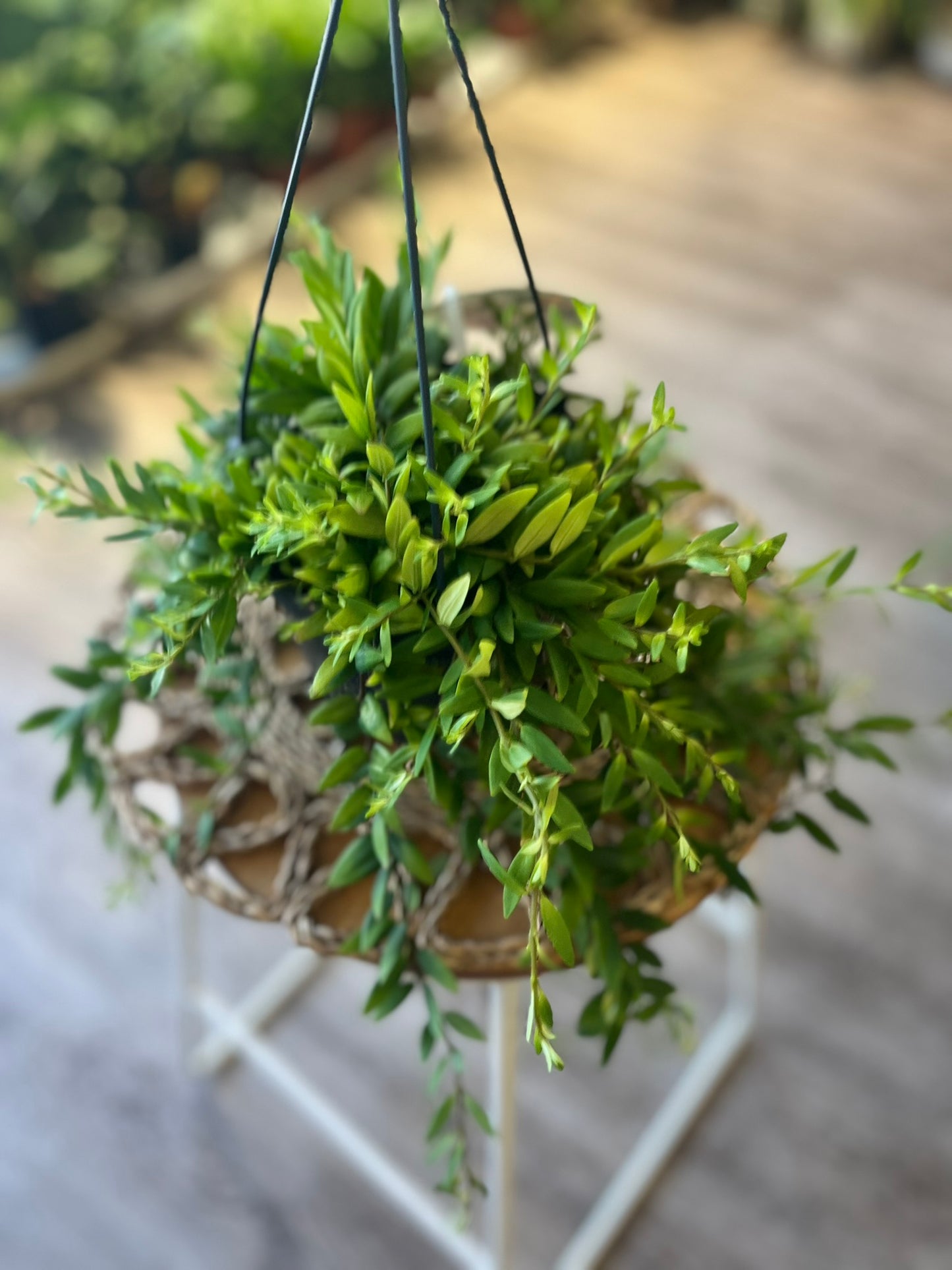 Aeschynanthus Japhrolepsis
