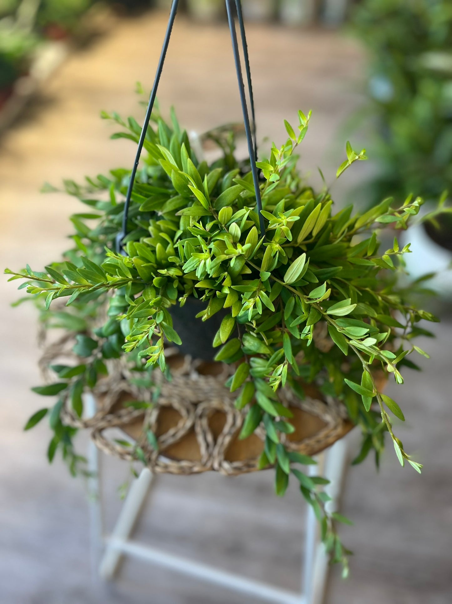 Aeschynanthus Japhrolepsis