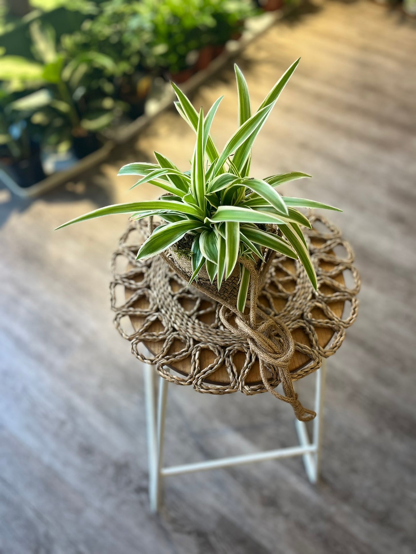 Spider plant inc. Jute Basket