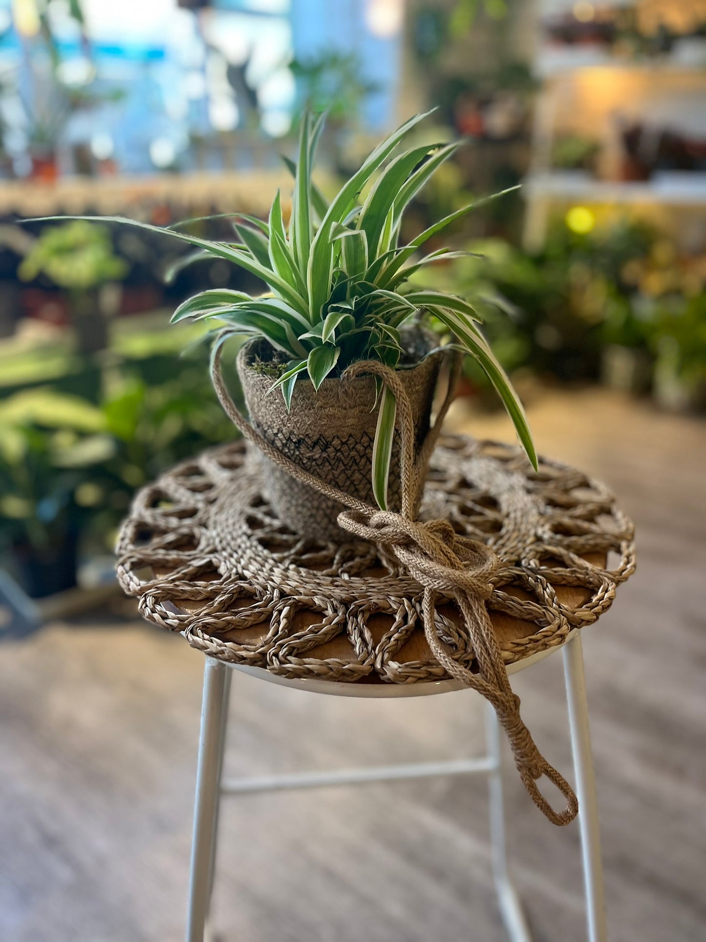 Spider plant inc. Jute Basket