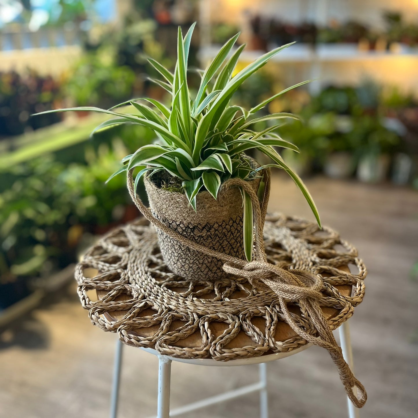 Spider plant inc. Jute Basket