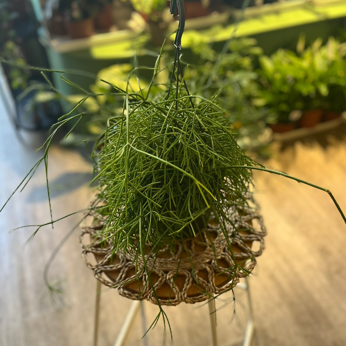 Mistletoe Cacti