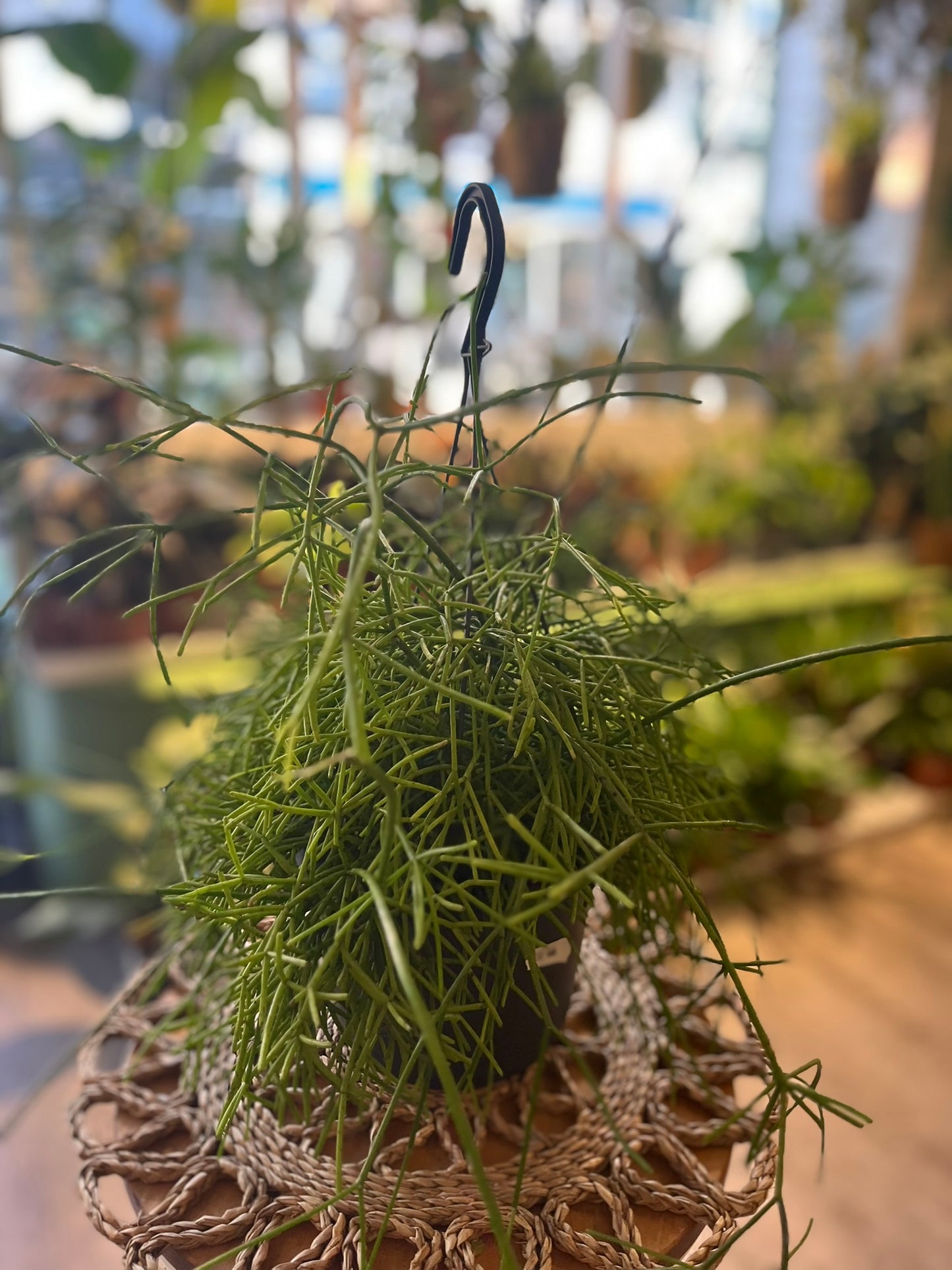 Mistletoe Cacti
